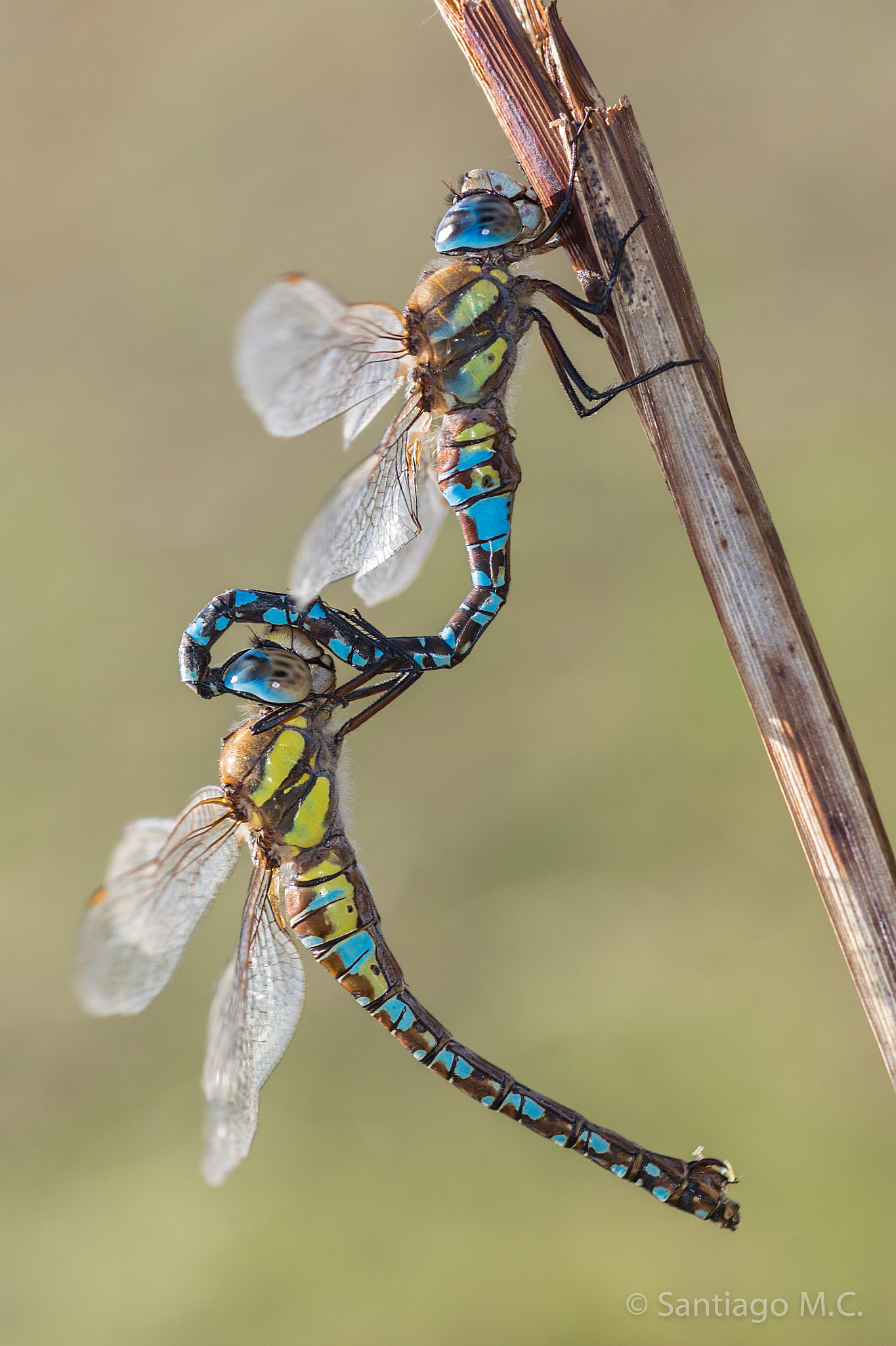 Sony SLT-A77 + Sony 100mm F2.8 Macro sample photo. Aesnha mixta photography