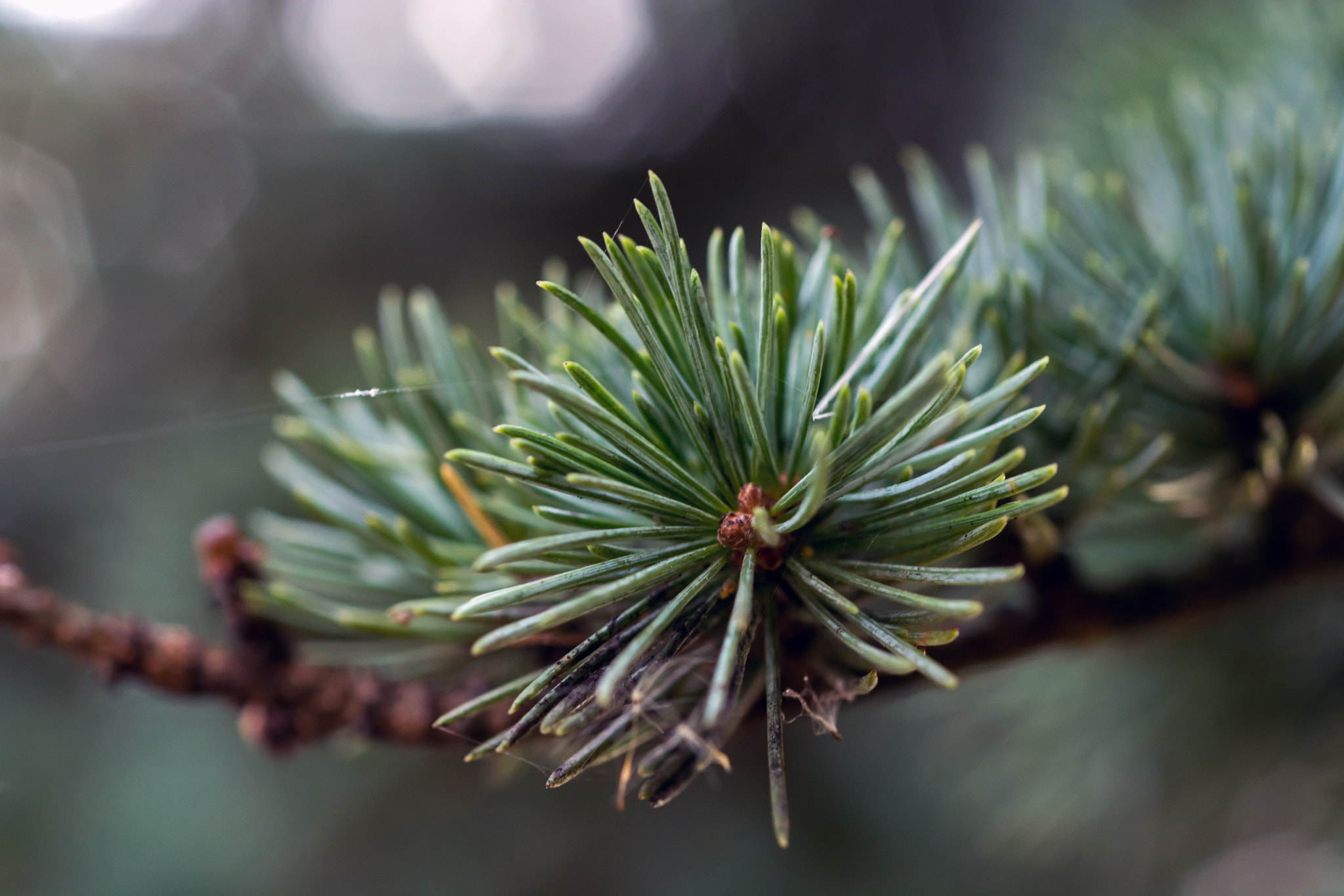 Nikon D7100 + AF Micro-Nikkor 60mm f/2.8 sample photo. Pining for its caledonian home! photography