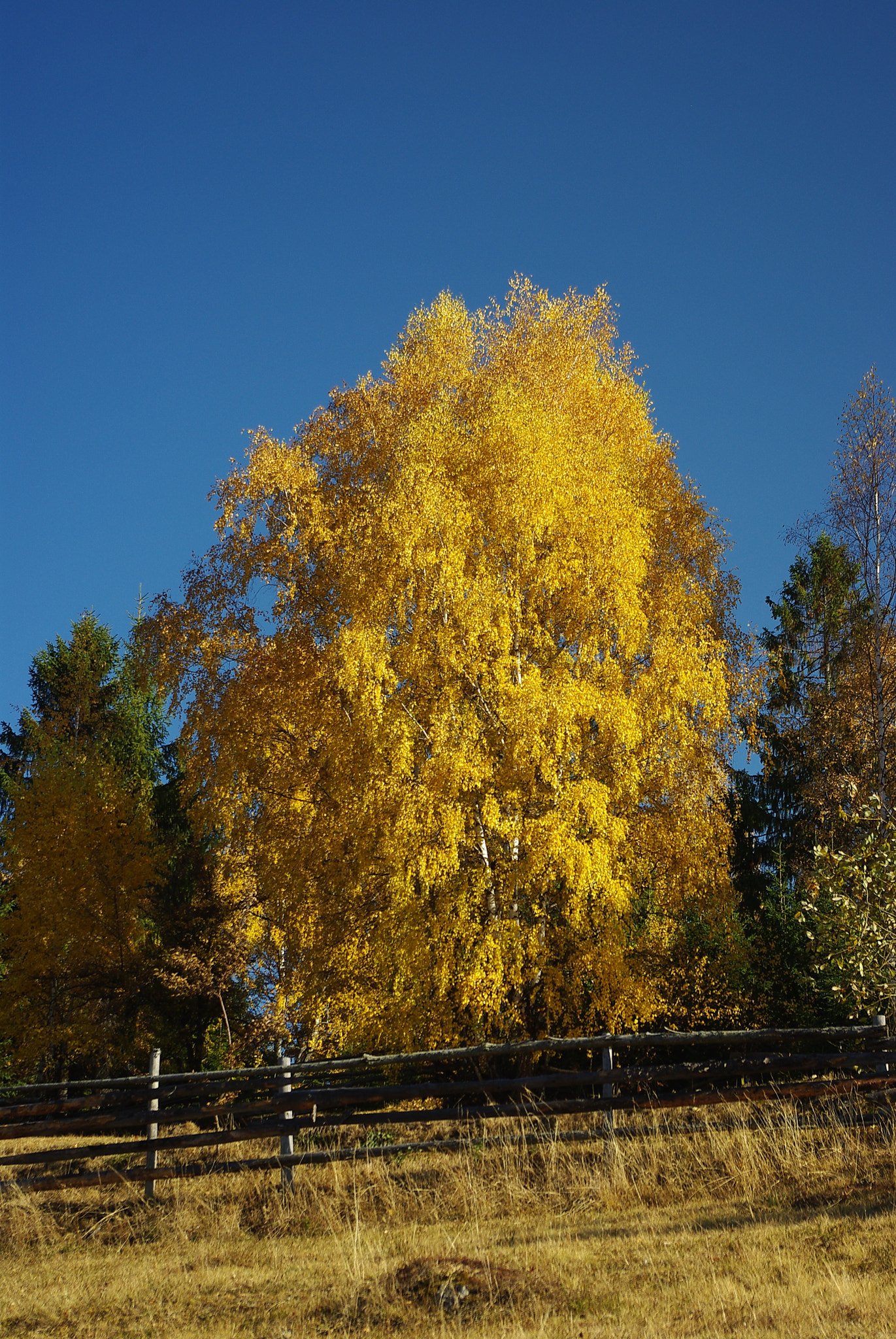 Pentax K200D sample photo. Shining in autumn sunlight photography