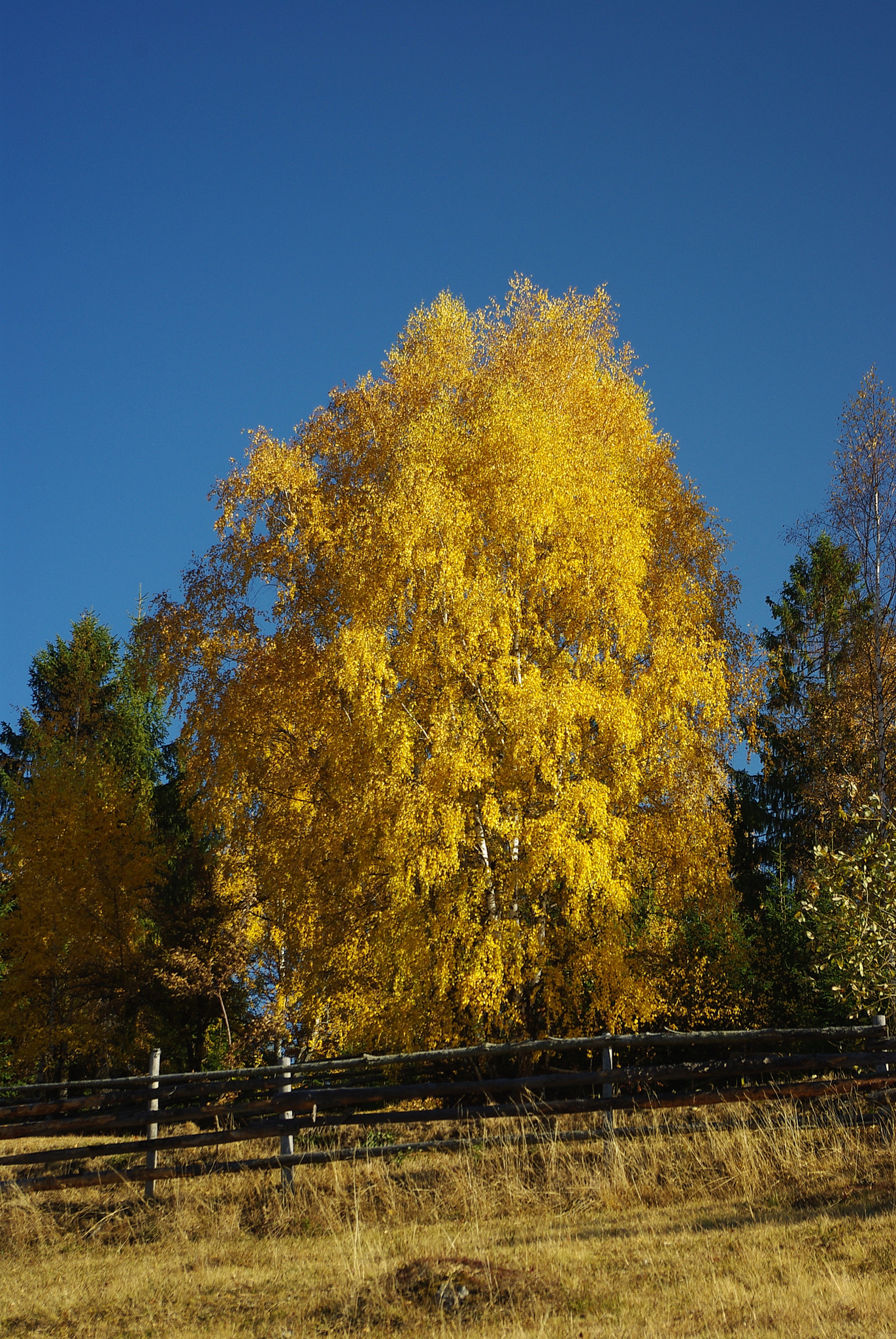 Pentax smc DA 18-55mm F3.5-5.6 ED AL II (IF) sample photo. Shining in autumn sunlight photography