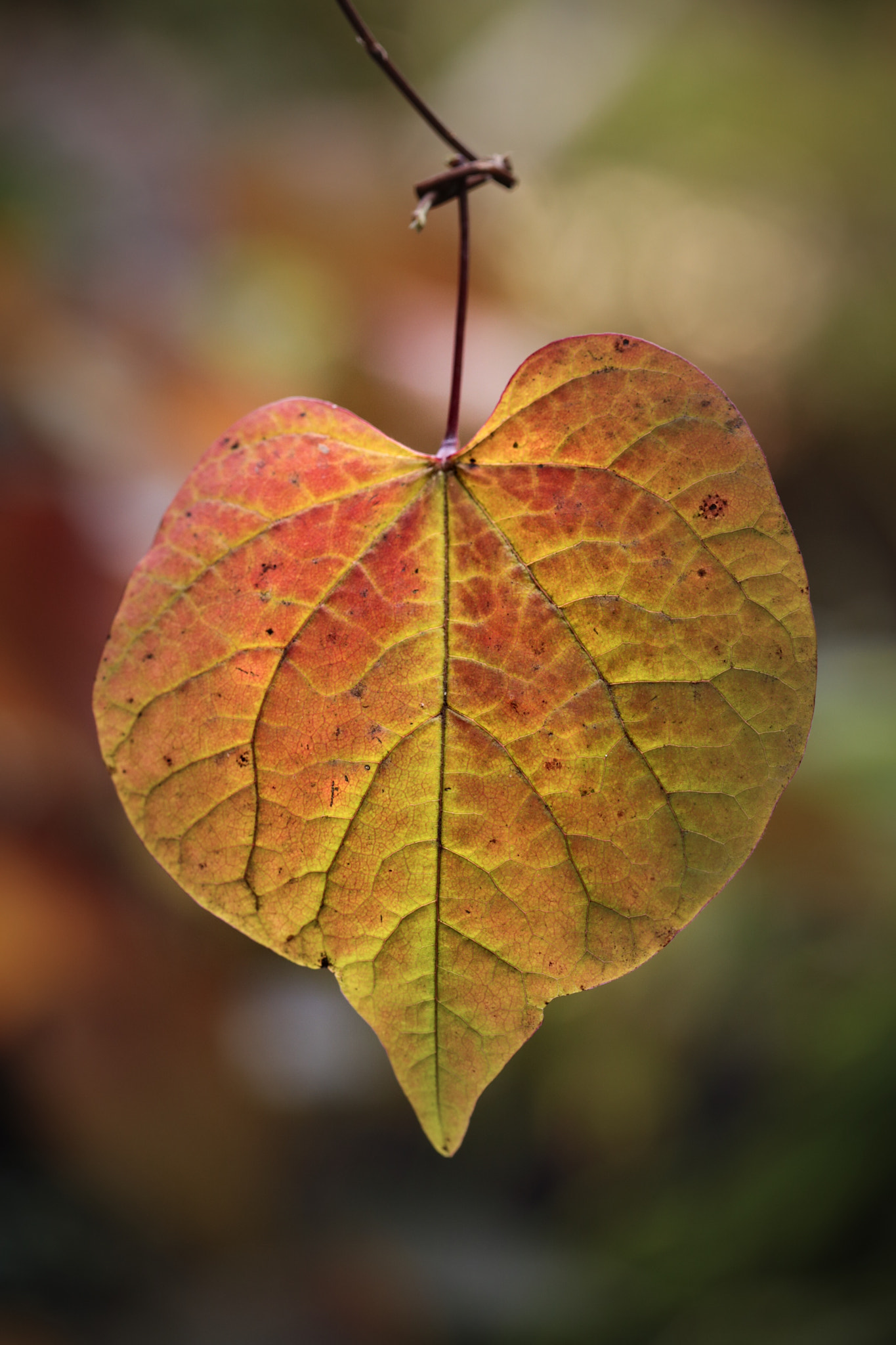 Canon EOS 6D + Canon EF 100mm F2.8 Macro USM sample photo. Colours of autumn photography