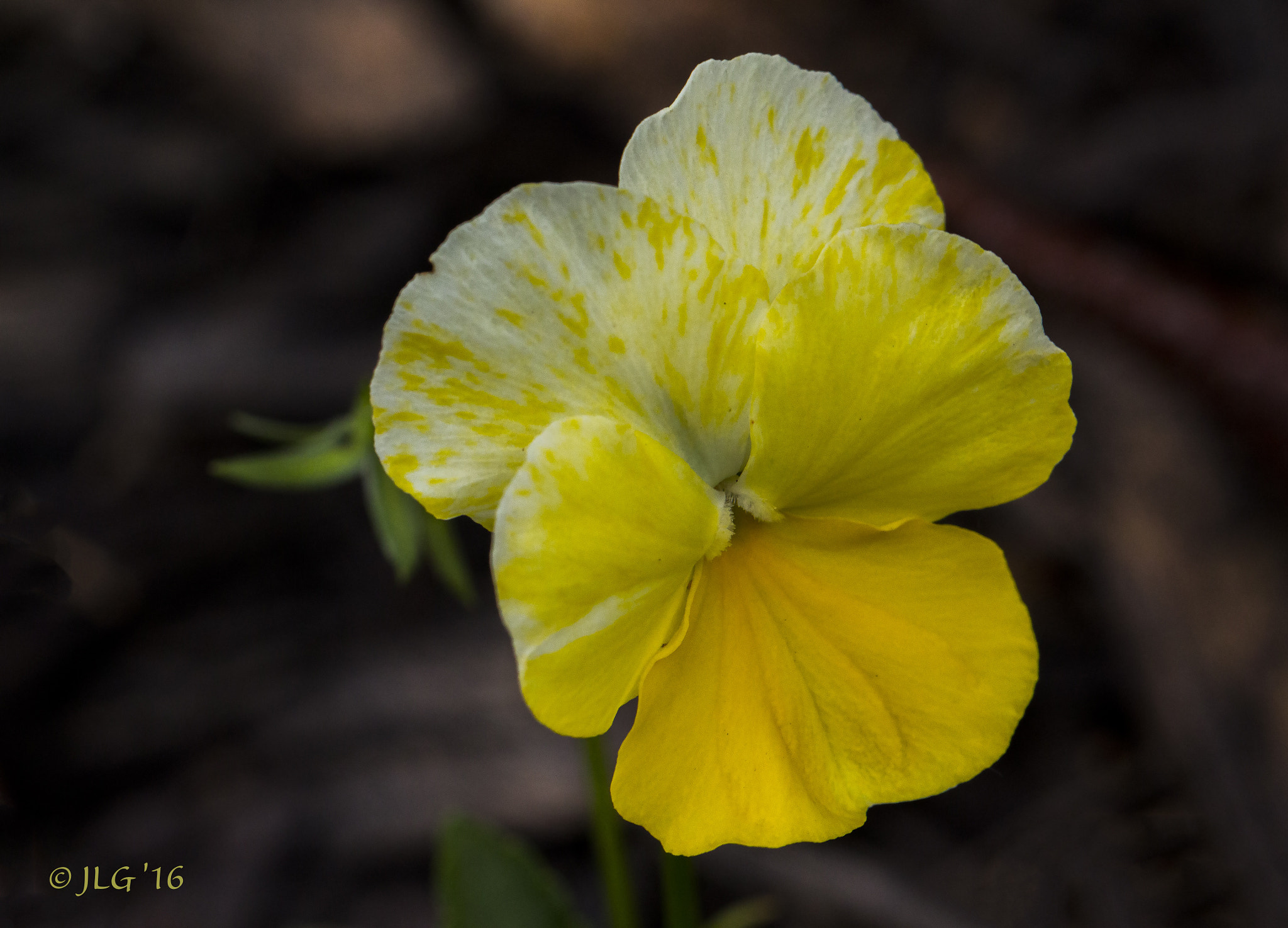 Canon EOS 650D (EOS Rebel T4i / EOS Kiss X6i) sample photo. Little wonder photography