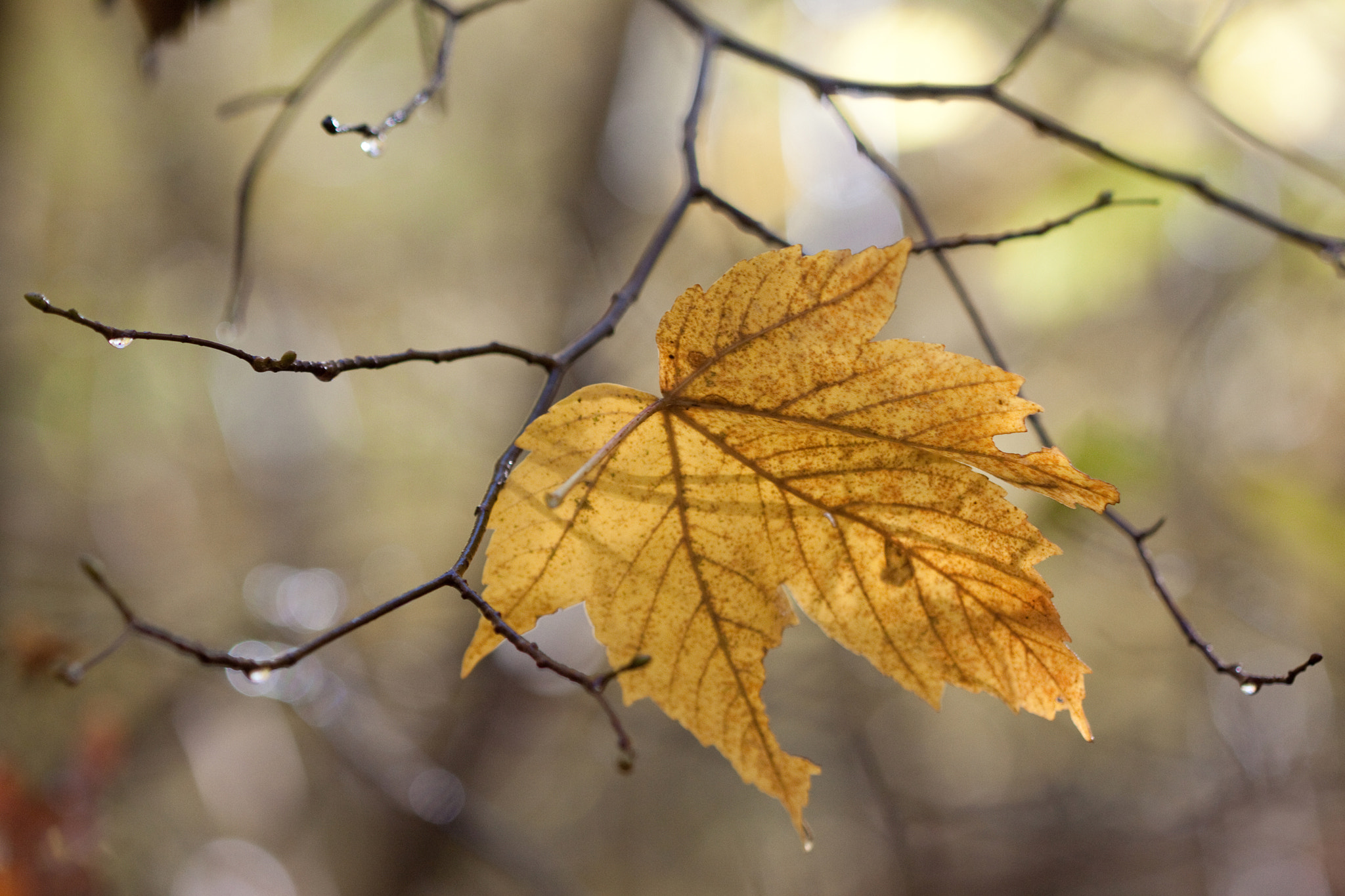 Canon EF 100mm F2.8 Macro USM sample photo. Coincée (stuck) photography