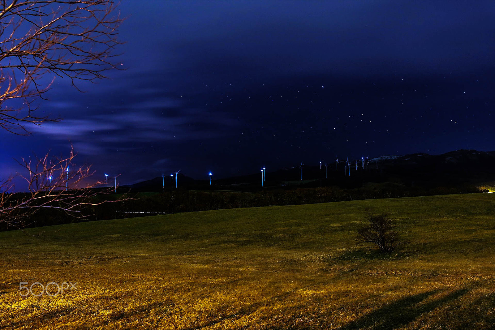 Sigma 20mm F1.4 DG HSM Art sample photo. Cherry blossom in winter photography