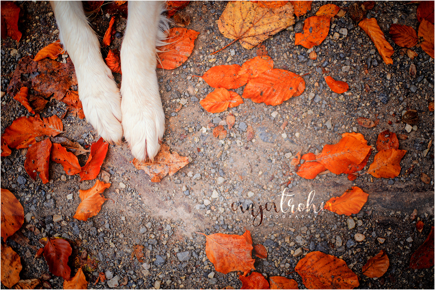 Canon EF 50mm F1.4 USM sample photo. Autumn paws photography