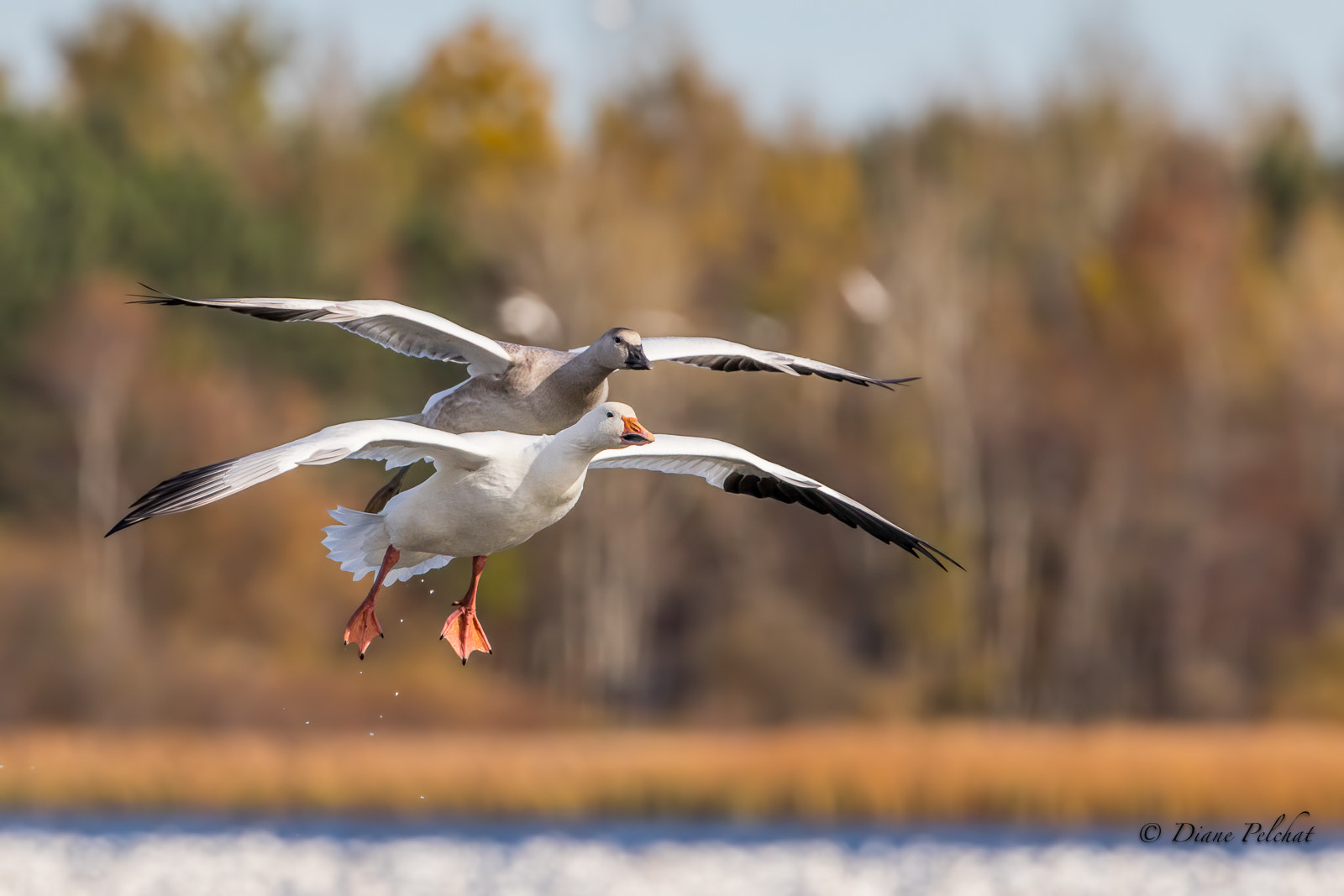 Canon EOS 7D Mark II + Canon EF 300mm F2.8L IS II USM sample photo. Parent and juvenile snow goose photography