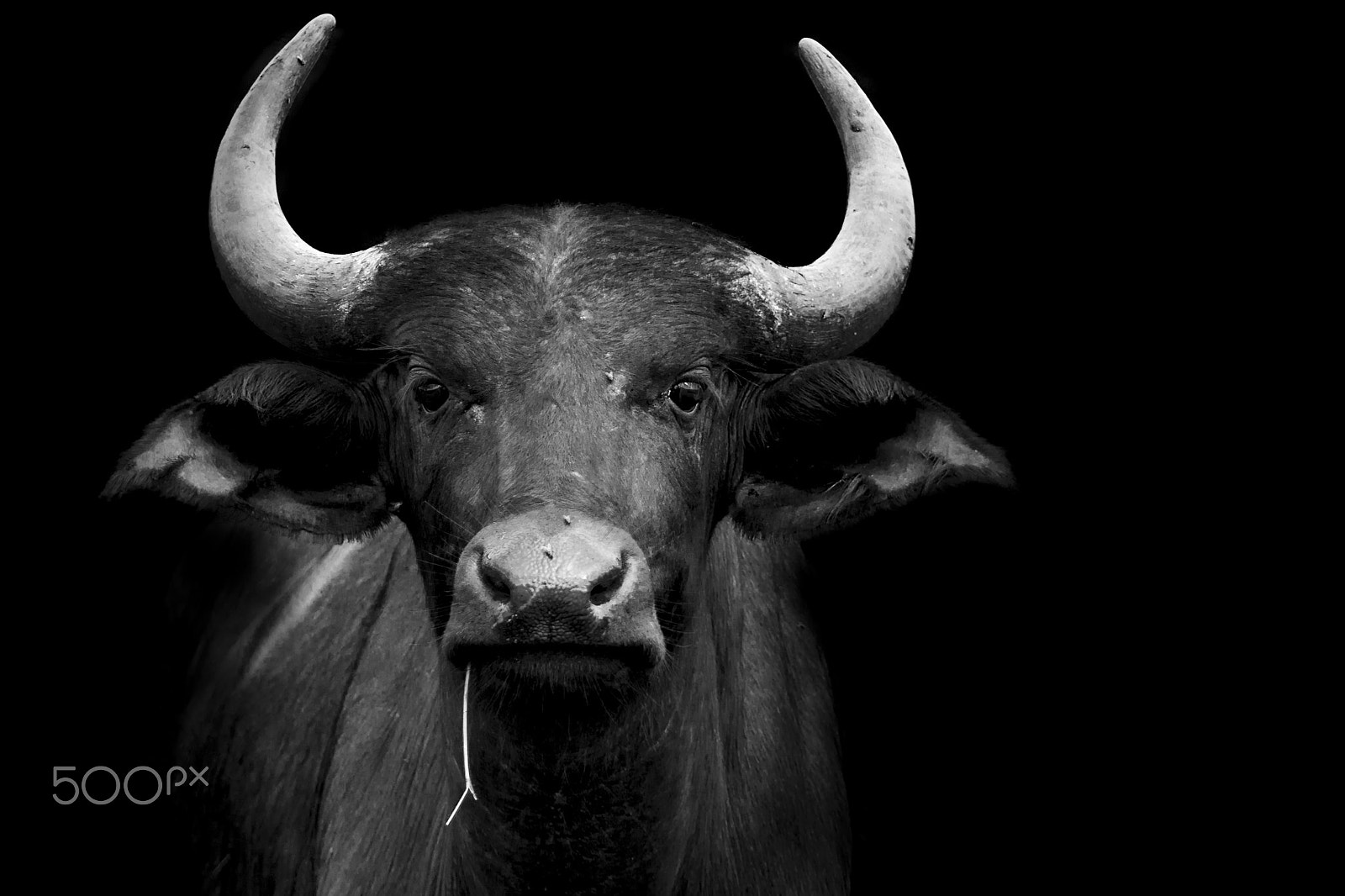 150-600mm F5-6.3 DG OS HSM | Sports 014 sample photo. Funny buffalo portrait photography