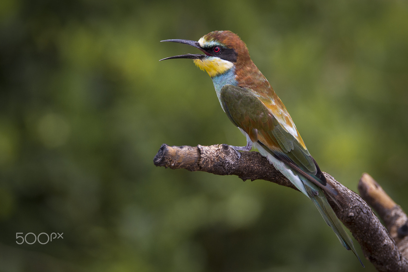 Canon EOS 6D sample photo. Bee eater in wildness photography