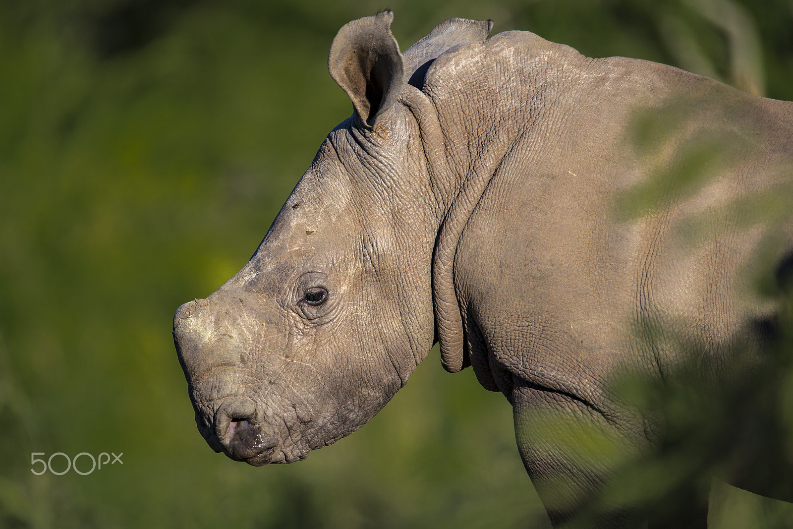 150-600mm F5-6.3 DG OS HSM | Sports 014 sample photo. Rhinoceros baby portrait wildness photography