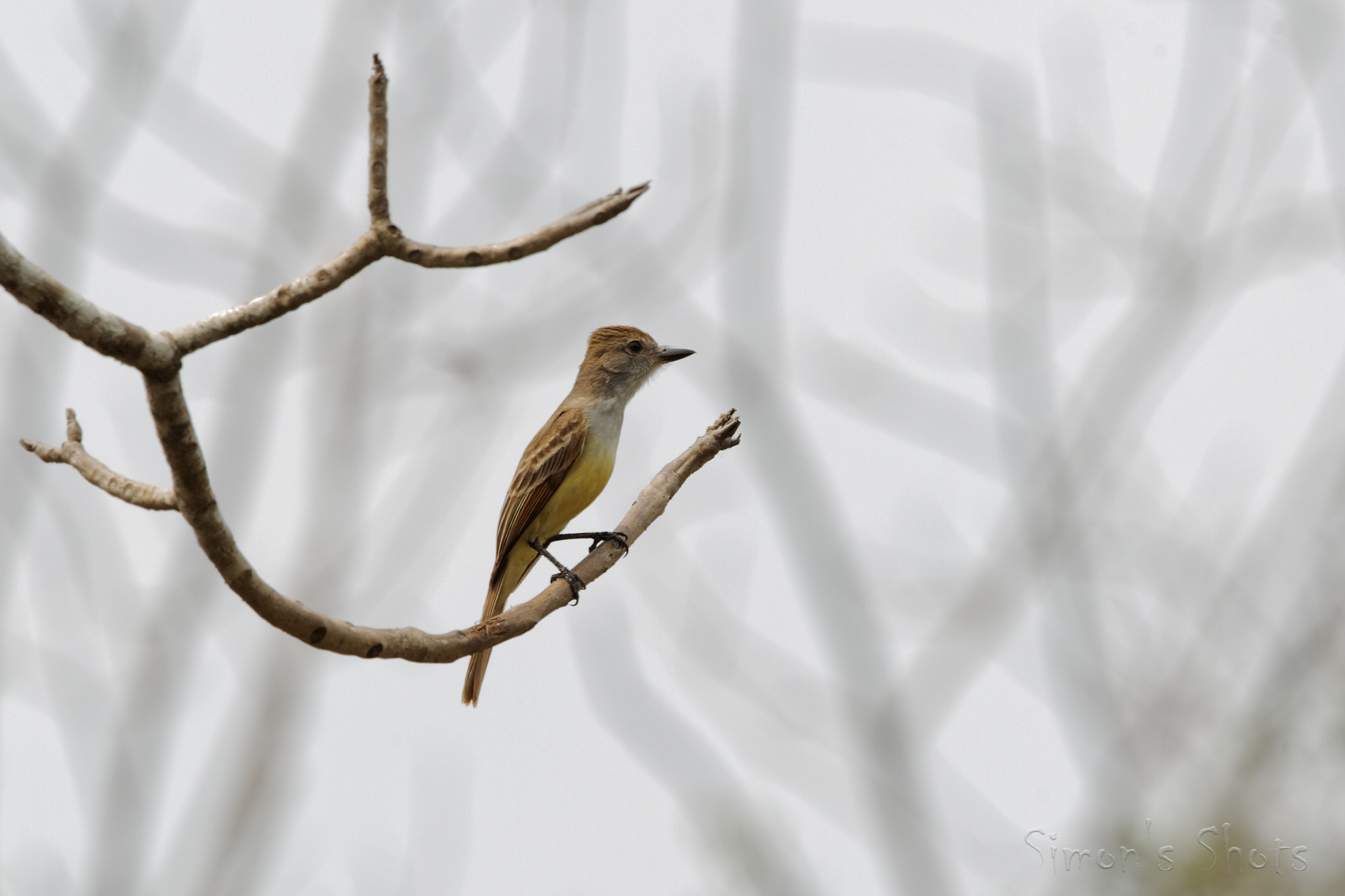 Canon EF 300mm F2.8L IS II USM sample photo. Brown creasted flycatcher photography