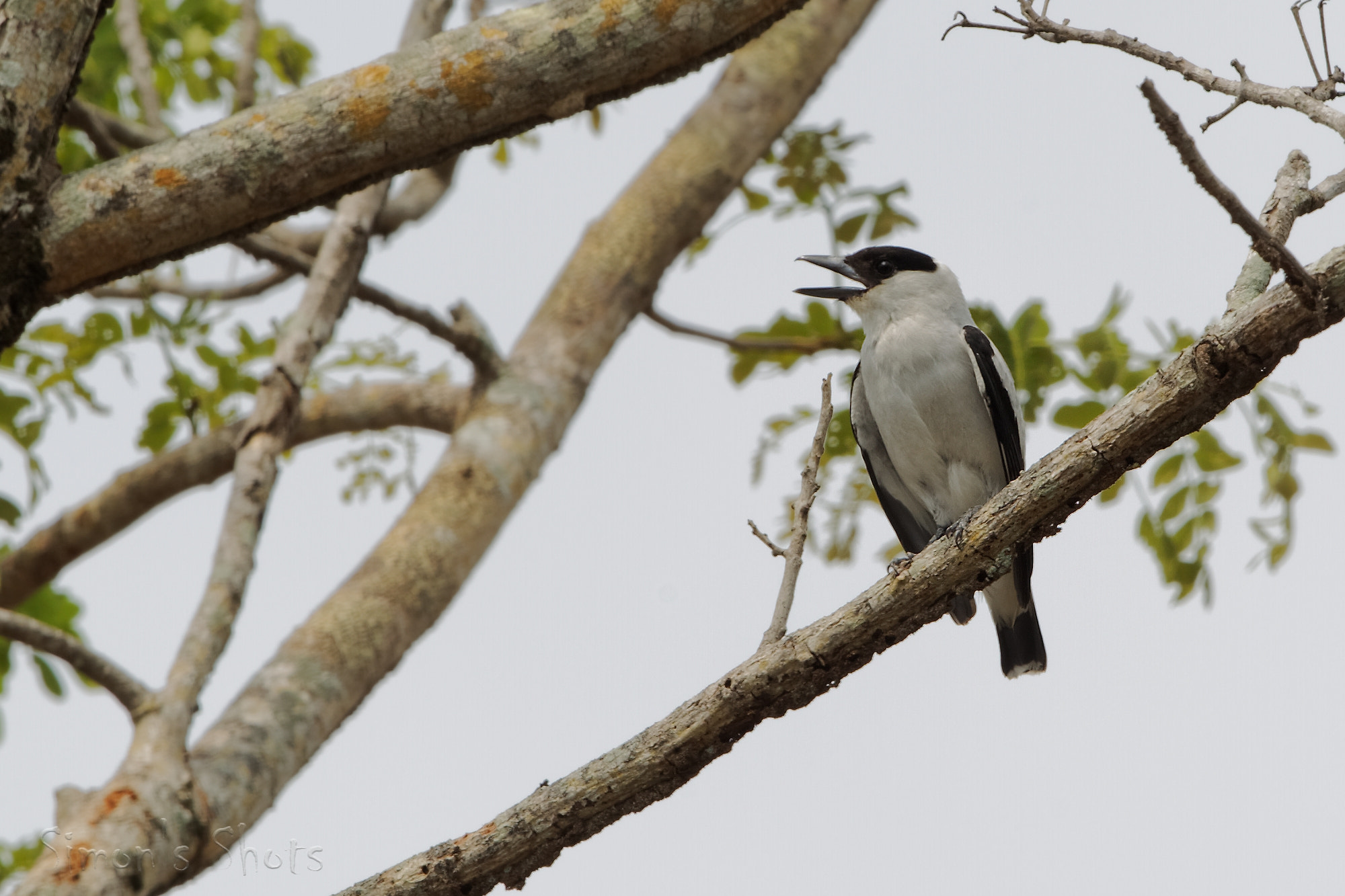 Canon EF 300mm F2.8L IS II USM sample photo. Black crowned tityra male at nest site photography