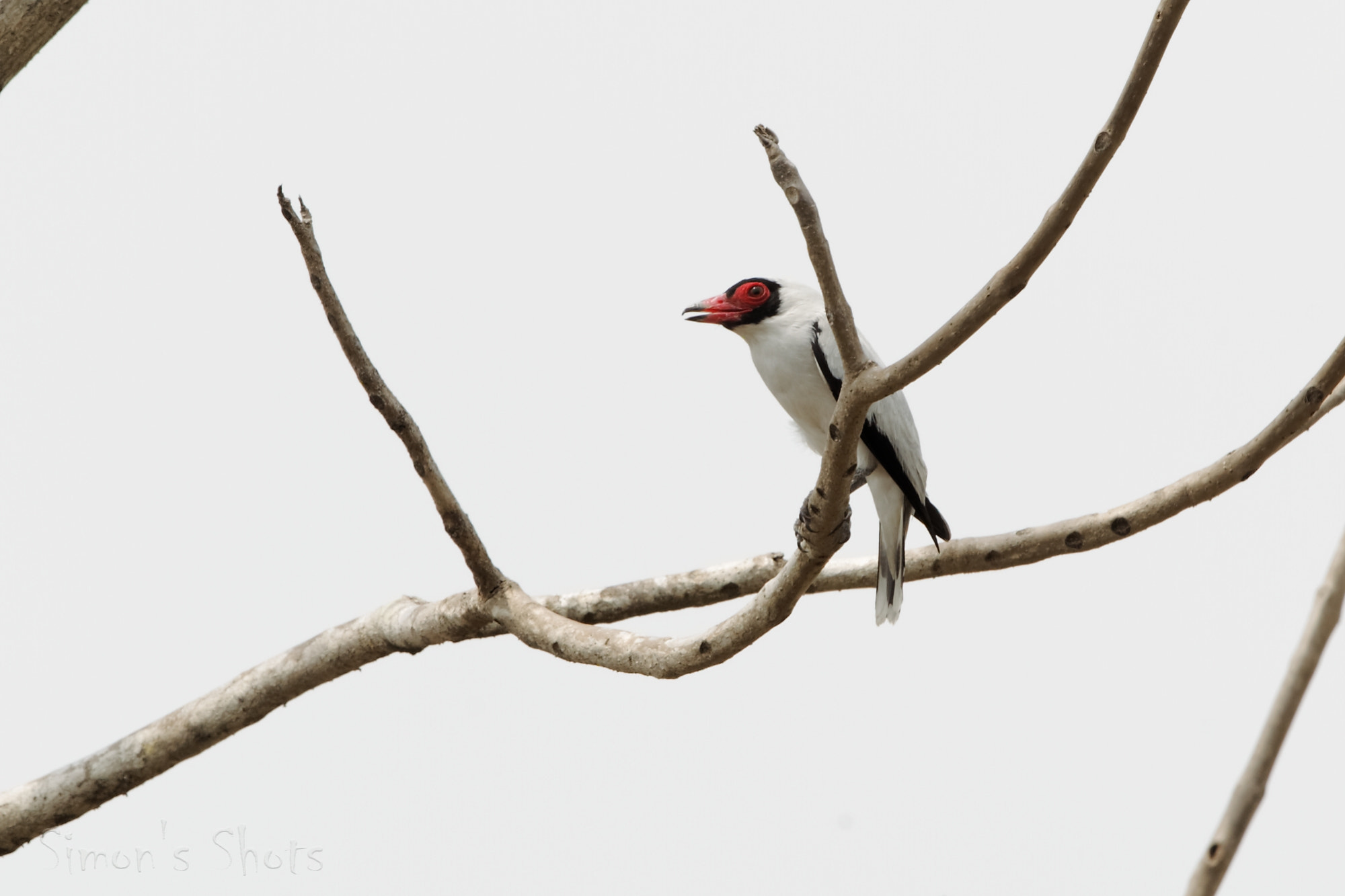 Canon EOS-1D Mark IV + Canon EF 300mm F2.8L IS II USM sample photo. Masked tityra photography