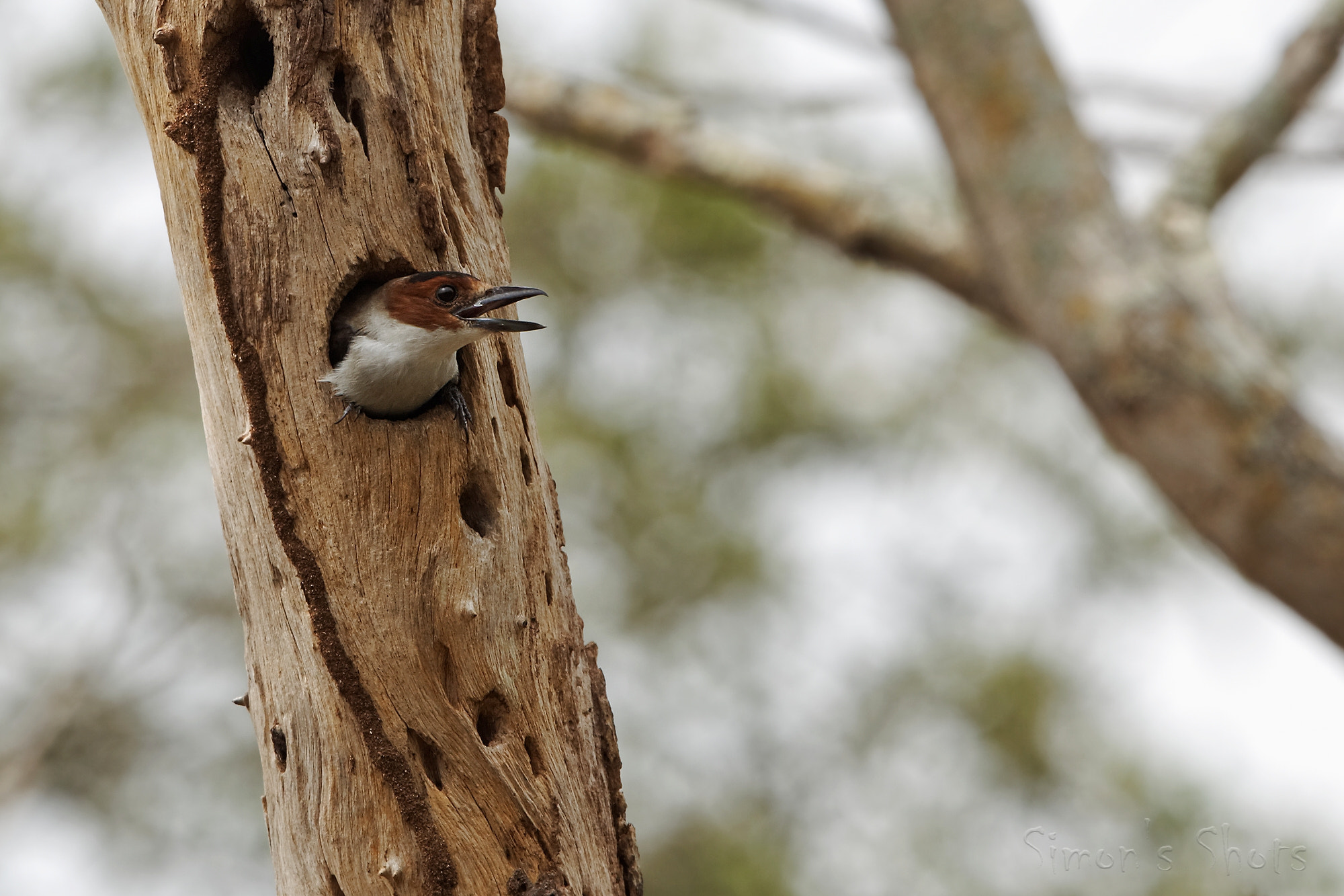 Canon EF 300mm F2.8L IS II USM sample photo. Black crowned tityra female at nest site photography