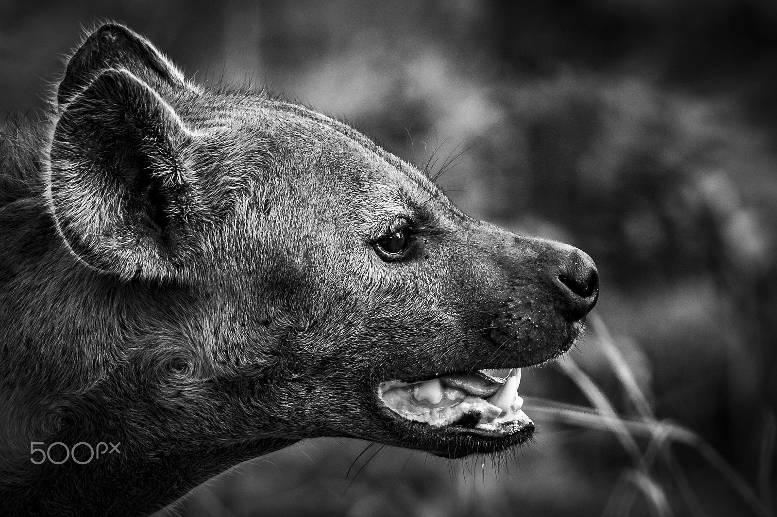 150-600mm F5-6.3 DG OS HSM | Sports 014 sample photo. Hyena portrait wildness in south africa photography
