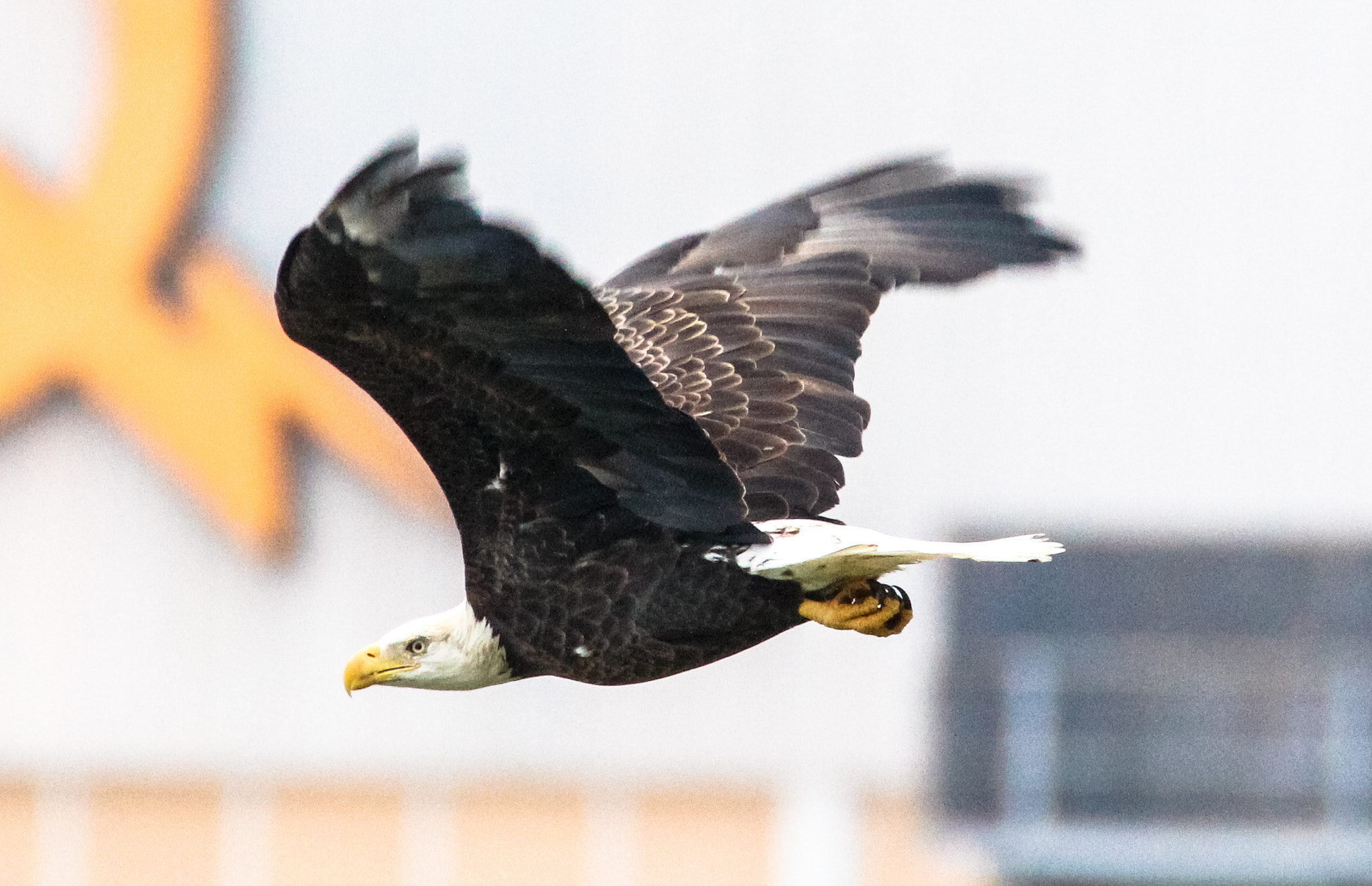 Tamron SP 150-600mm F5-6.3 Di VC USD sample photo. Eagle photography