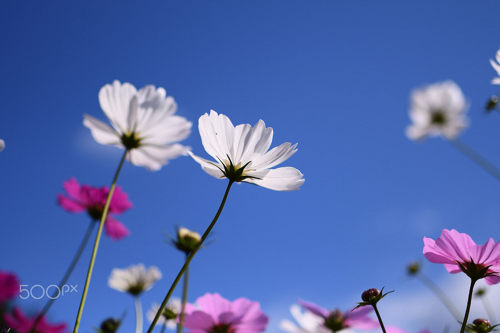 Nikon D500 + Tamron SP 35mm F1.8 Di VC USD sample photo. Autumn beauty photography