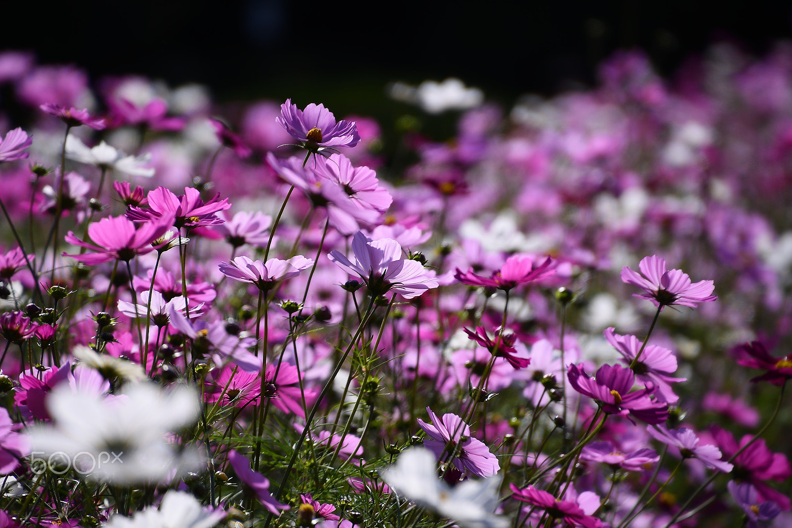 Nikon D500 sample photo. Autumn beauty photography