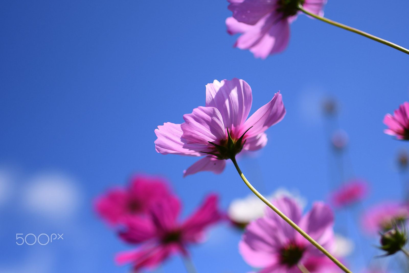 Nikon D500 + Tamron SP 35mm F1.8 Di VC USD sample photo. Autumn beauty photography