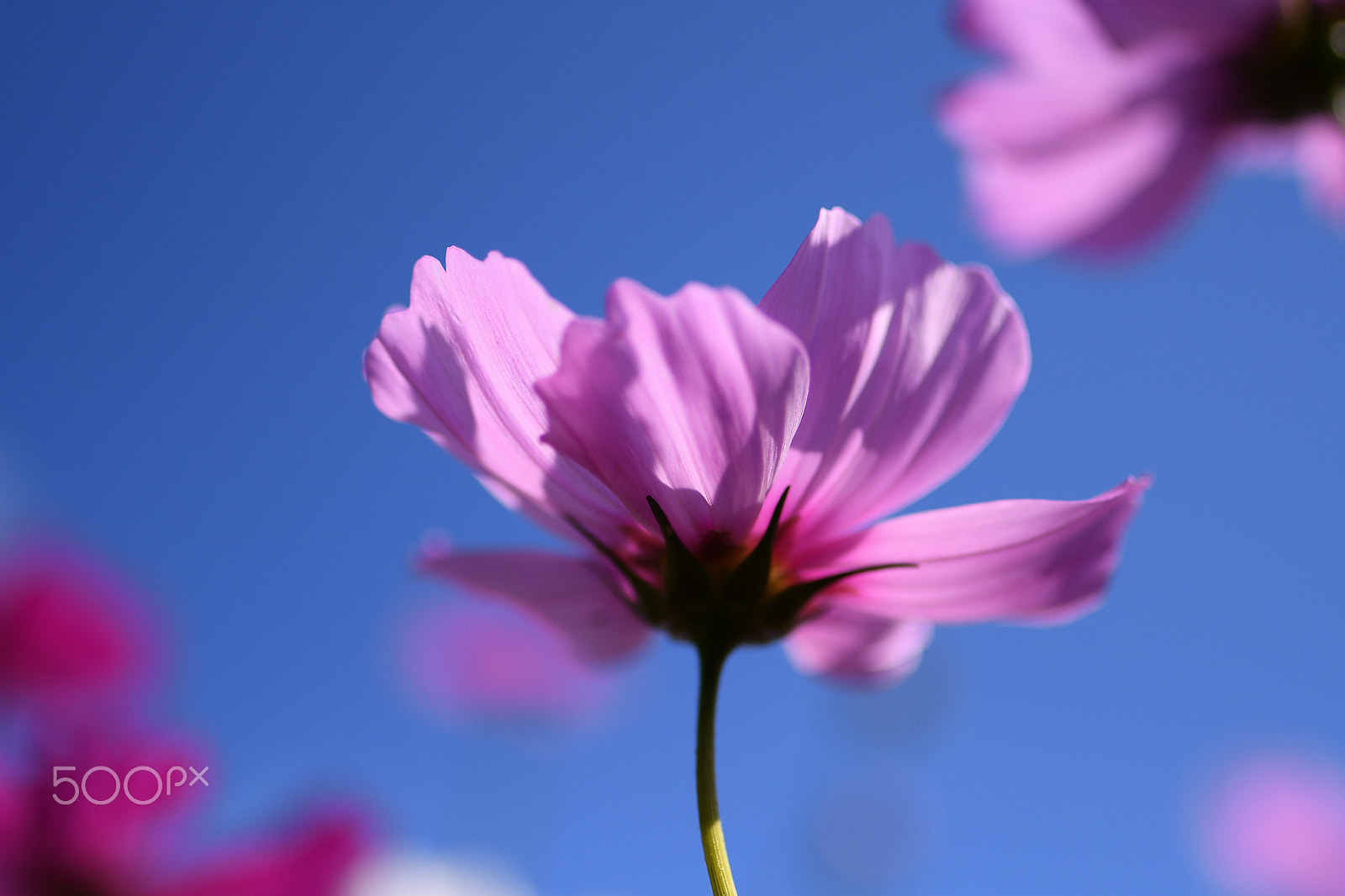 Nikon D500 + Tamron SP 35mm F1.8 Di VC USD sample photo. Autumn beauty photography