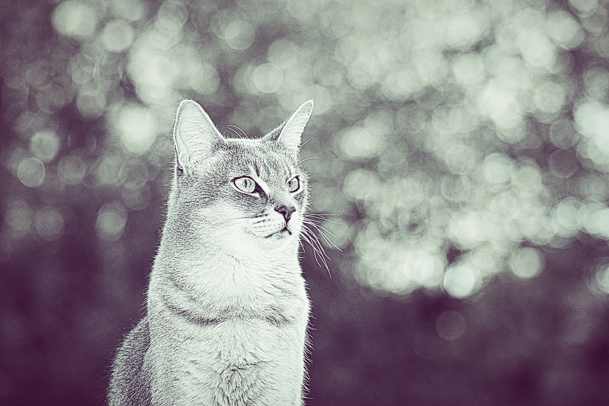 Canon EF 75-300mm f/4-5.6 USM sample photo. R photography