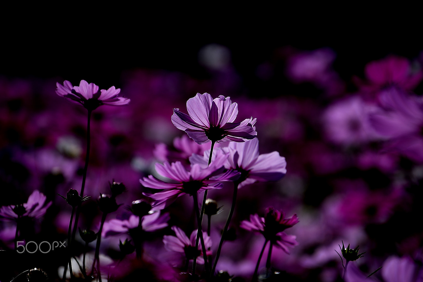 Nikon D500 sample photo. Autumn beauty photography