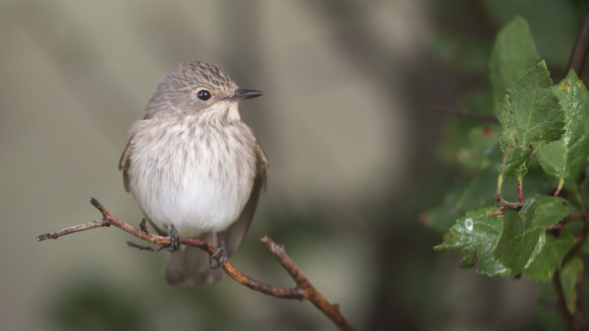 Canon EF 600mm F4L IS USM sample photo. Posing flycatcher photography