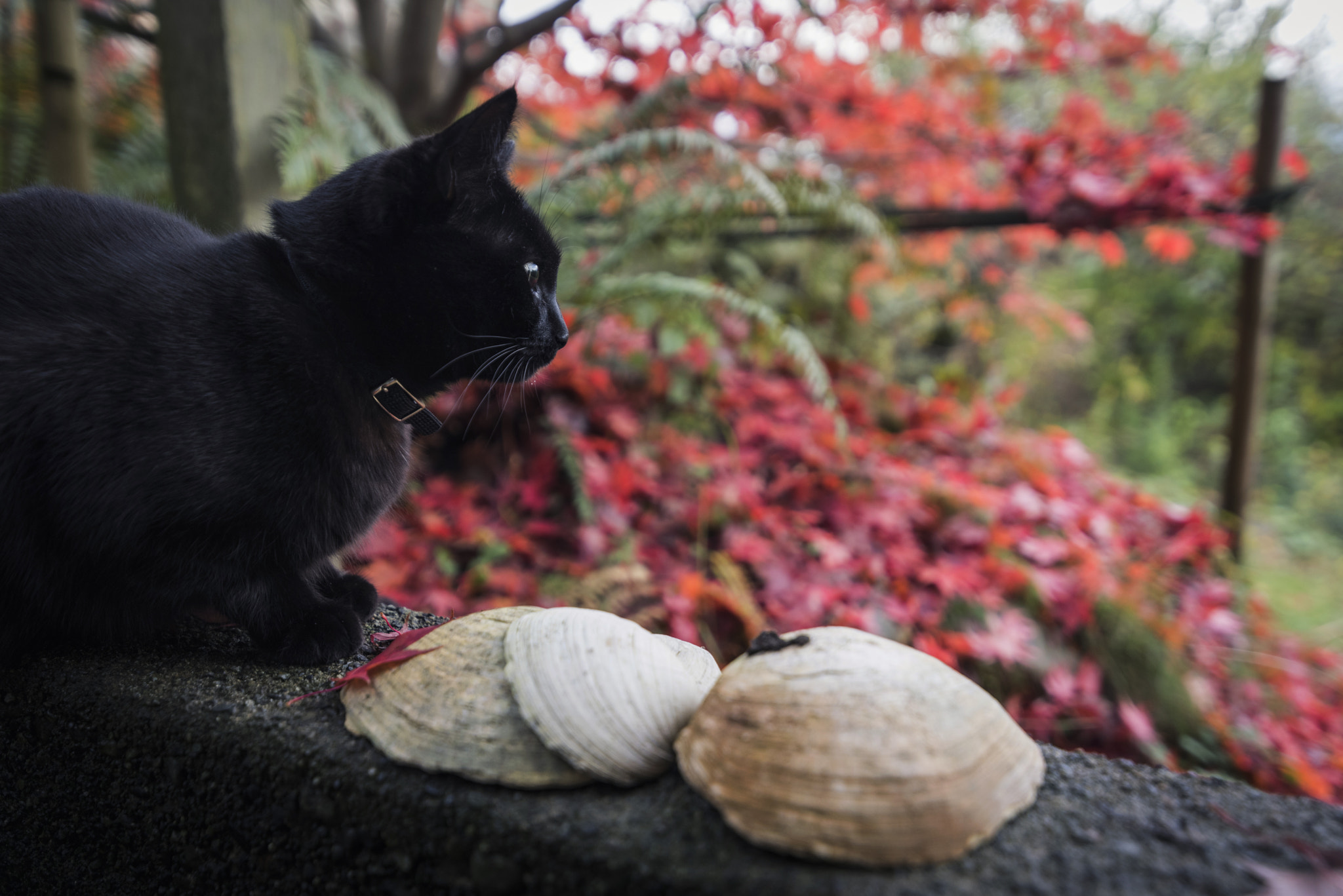 Nikon D810 sample photo. Cat in fall photography