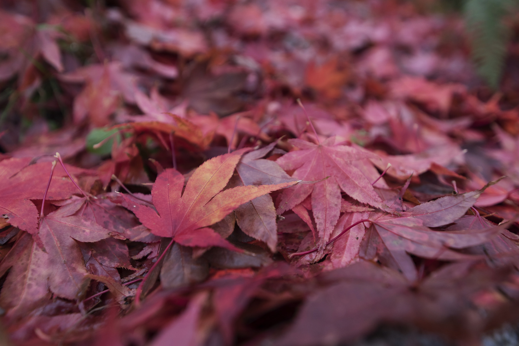 Nikon D810 sample photo. Otoño photography