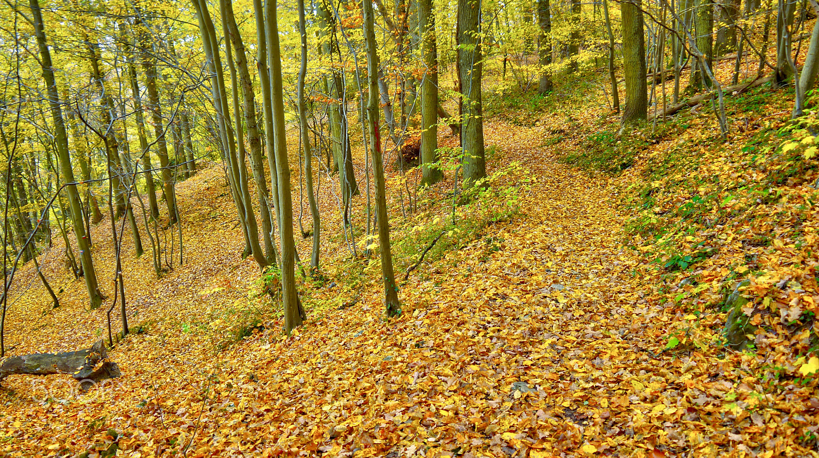 Panasonic Lumix DMC-G2 sample photo. Autumn forest dinant photography
