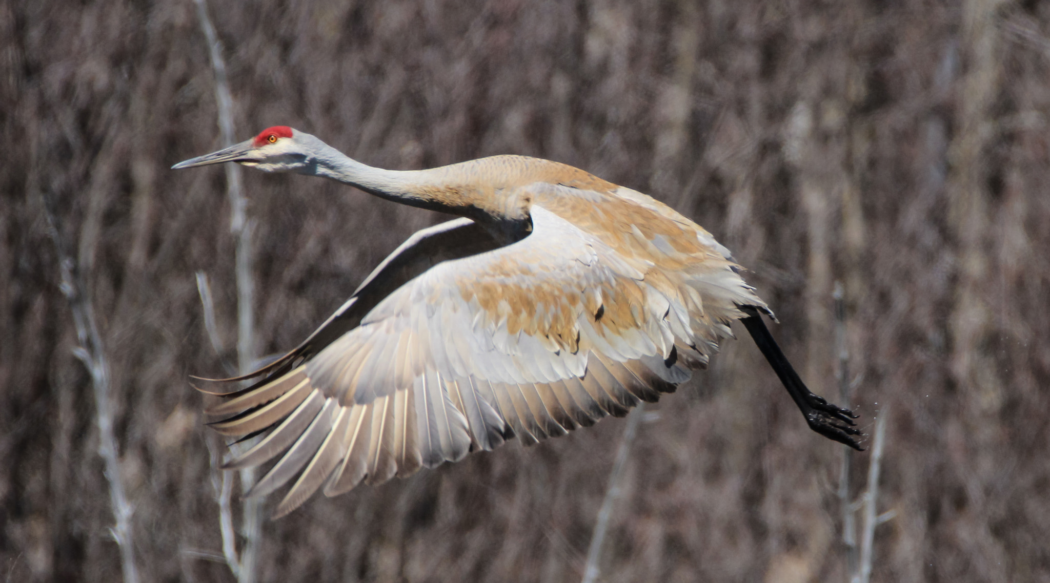 Tamron SP 150-600mm F5-6.3 Di VC USD sample photo. Canada crane photography