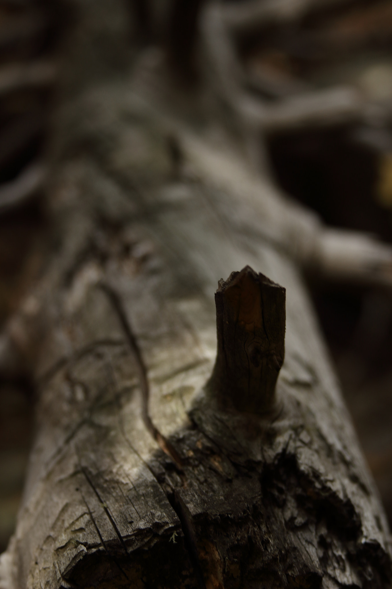 Canon EOS 100D (EOS Rebel SL1 / EOS Kiss X7) sample photo. Skeleton of nature photography