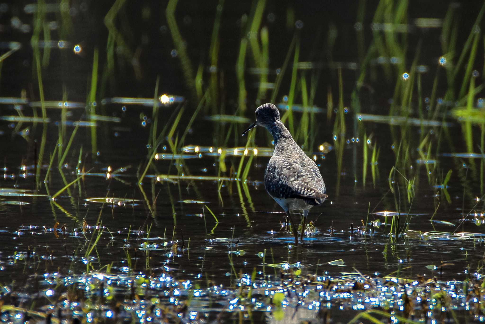 Tamron SP 150-600mm F5-6.3 Di VC USD sample photo. Chevalier photography