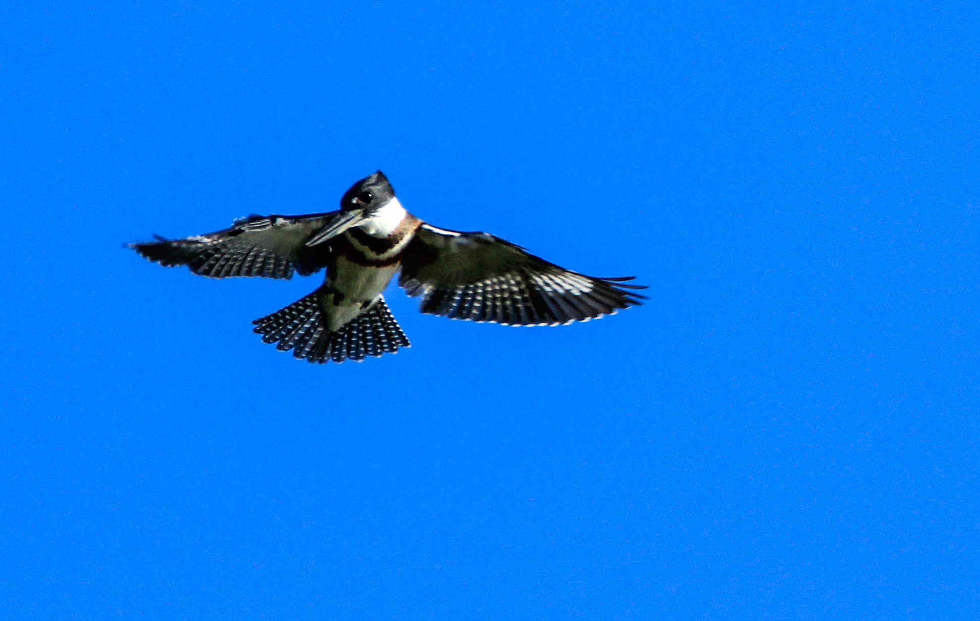 Tamron SP 150-600mm F5-6.3 Di VC USD sample photo. Kingfisher photography