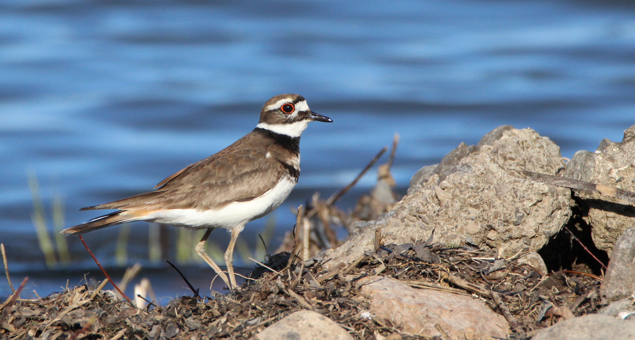 Tamron SP 150-600mm F5-6.3 Di VC USD sample photo. Killdeer photography