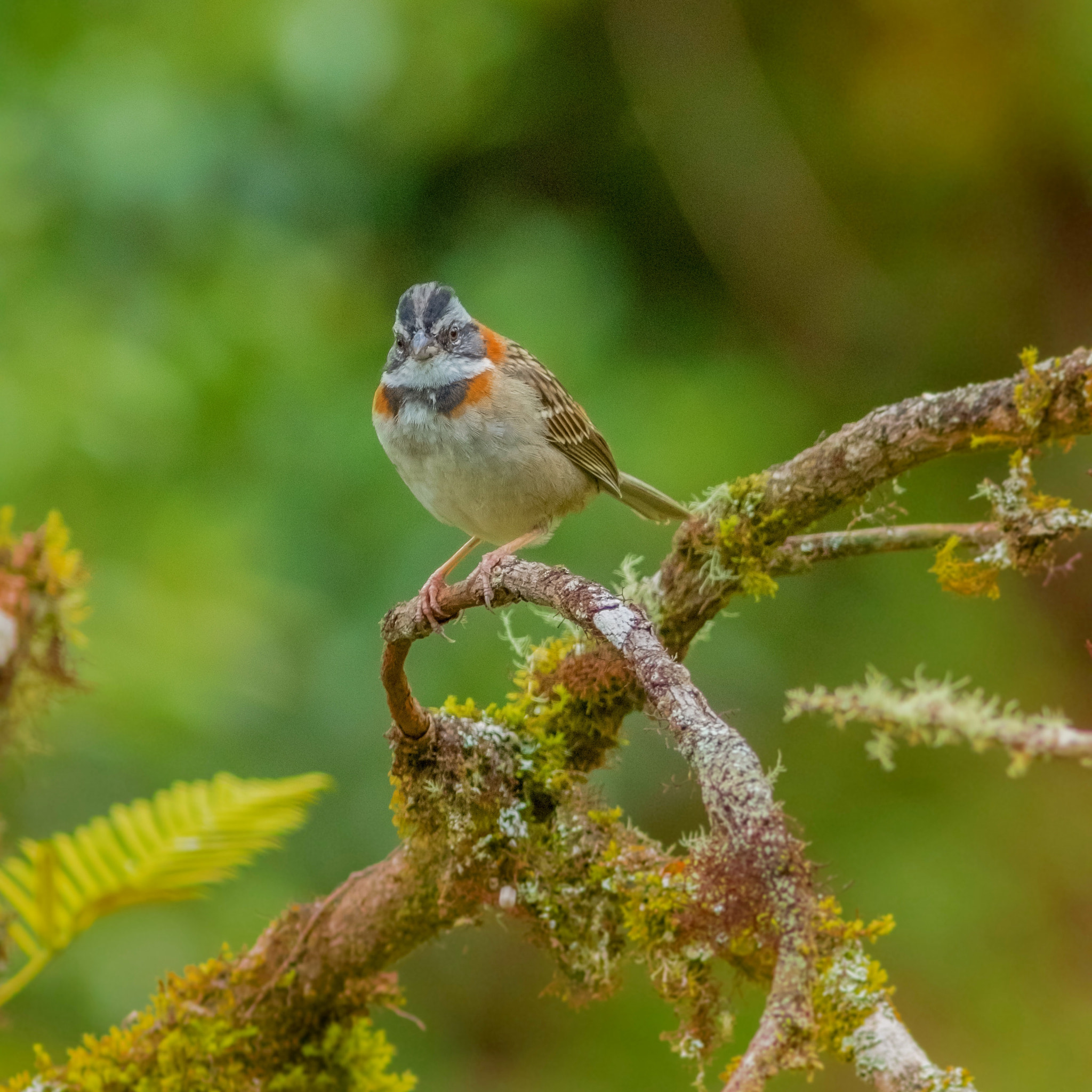 Canon EOS 7D Mark II + Canon EF 300mm F4L IS USM sample photo. Rufous collared sparrow photography