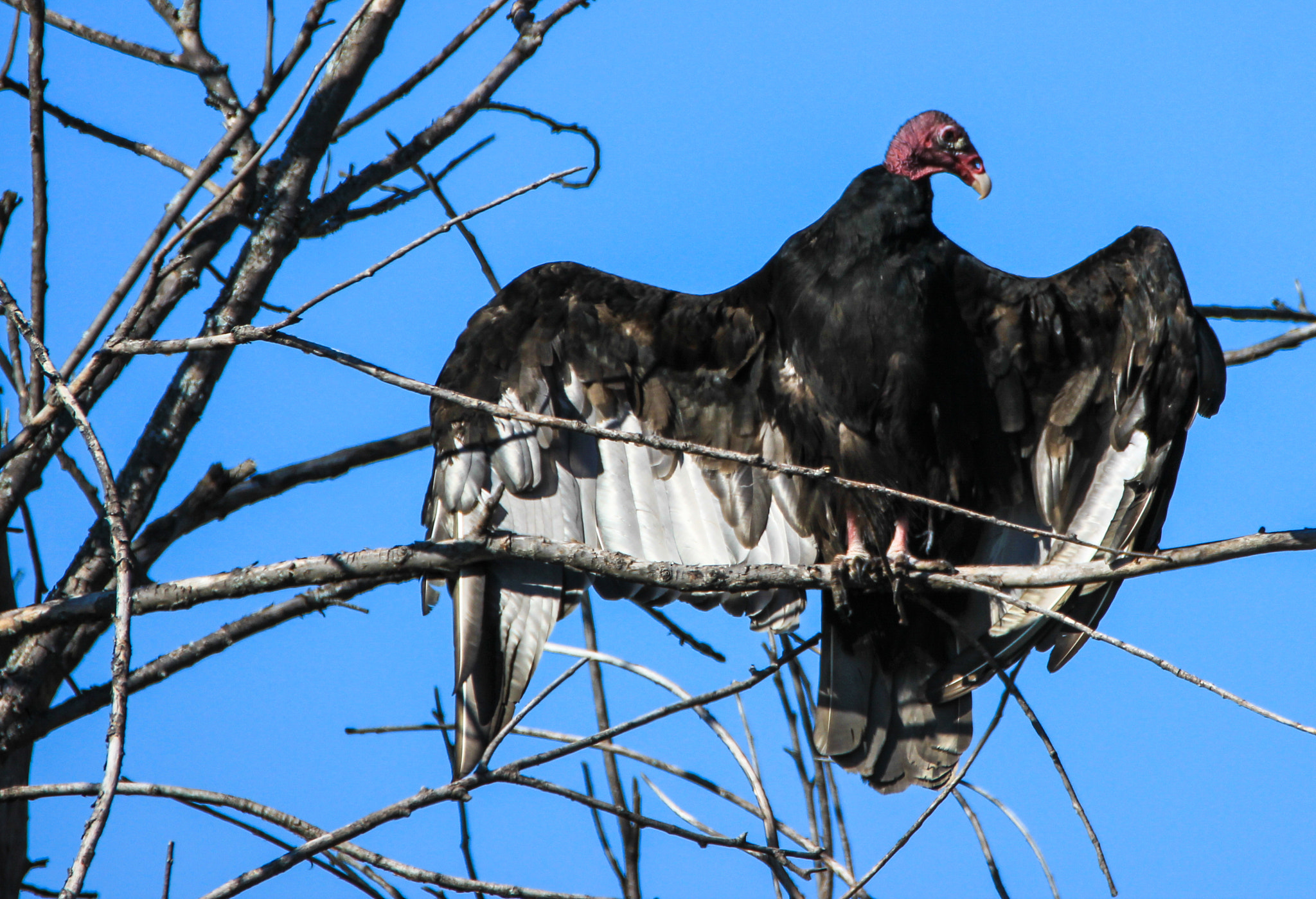 Tamron SP 150-600mm F5-6.3 Di VC USD sample photo. Urubus photography