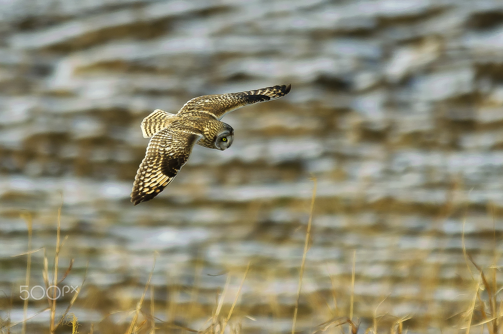 Nikon AF-S Nikkor 400mm F2.8G ED VR II sample photo. こみみ　　　30673558211. photography