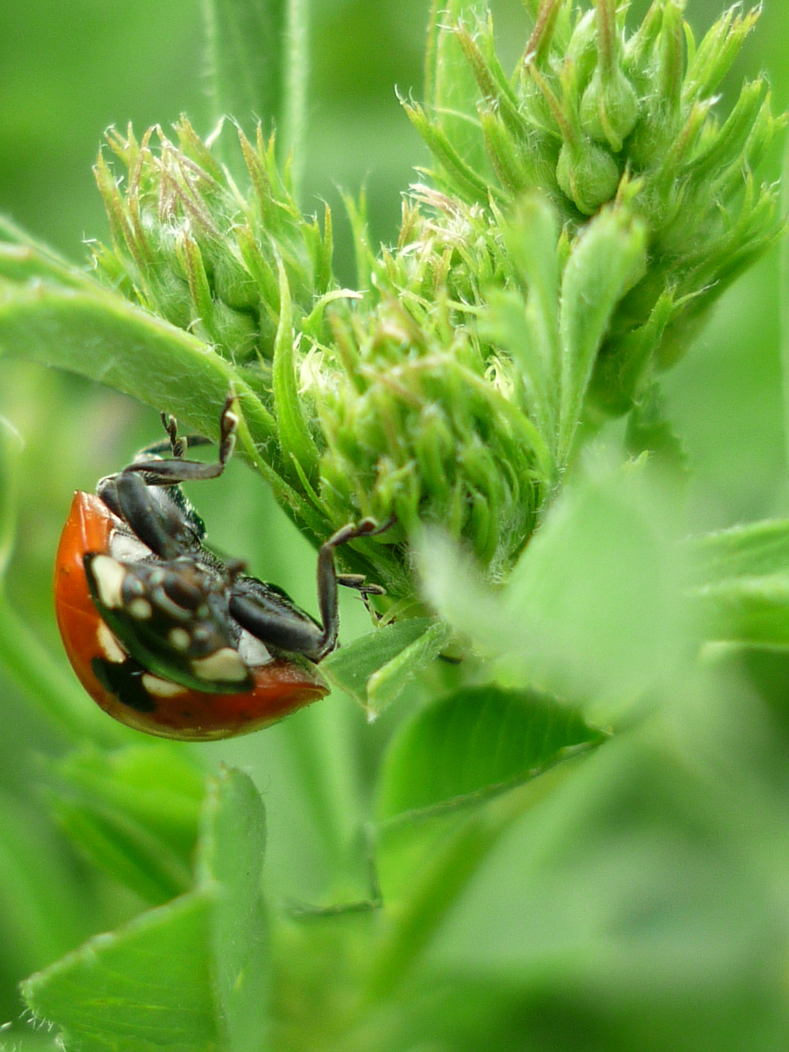 Panasonic DMC-FS7 sample photo. Beetle photography