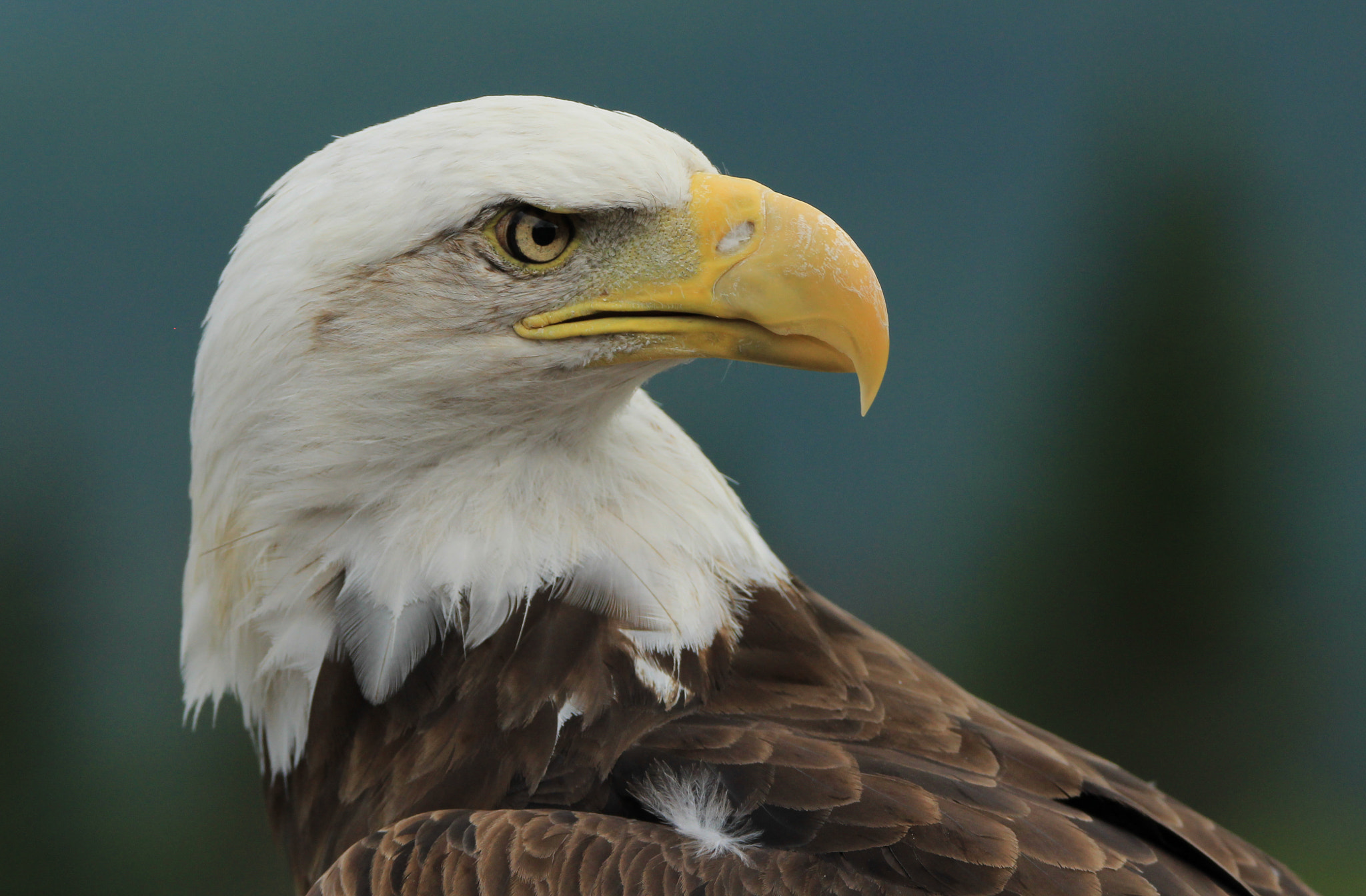 Tamron SP 150-600mm F5-6.3 Di VC USD sample photo. Eagle photography