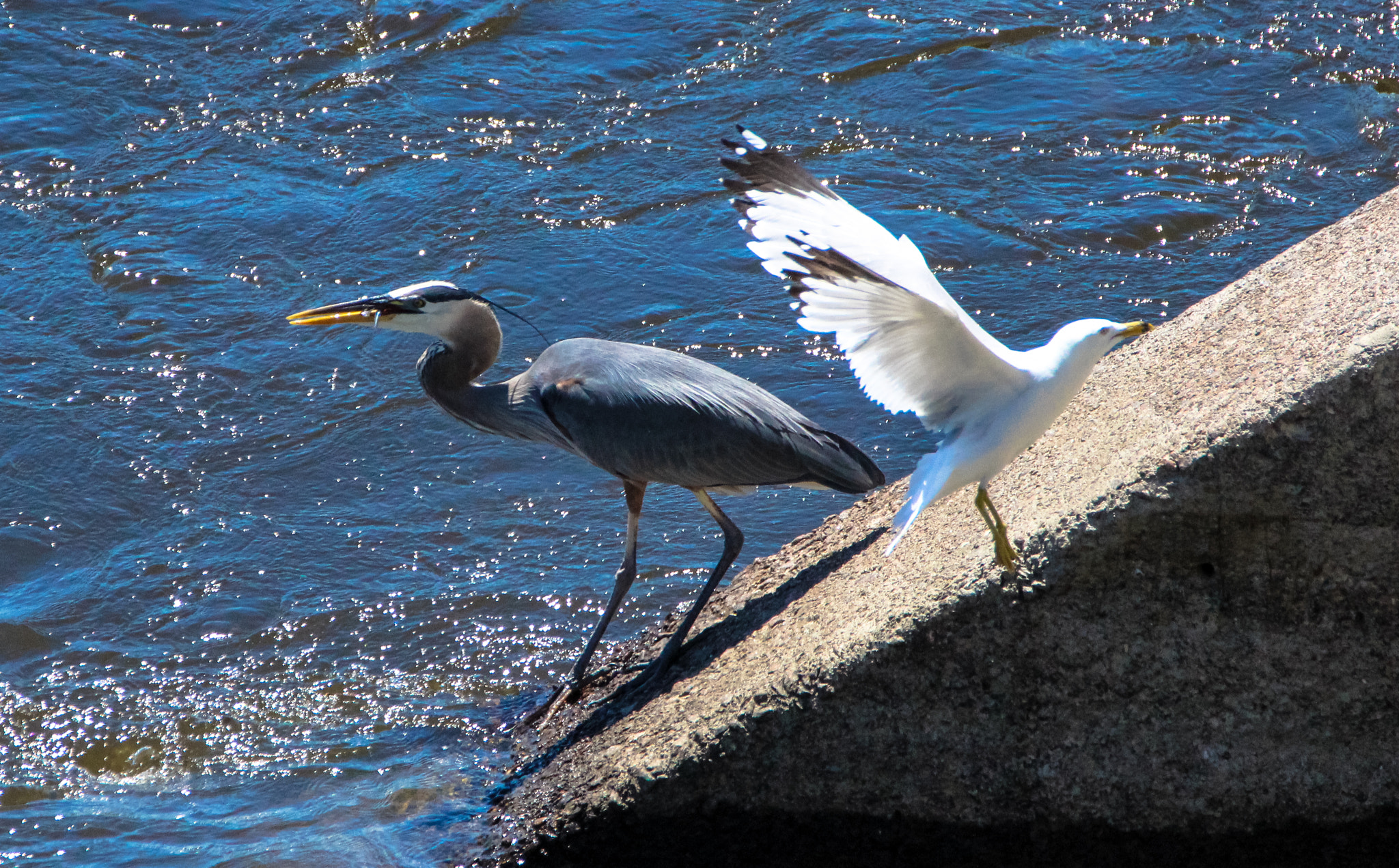 Tamron SP 150-600mm F5-6.3 Di VC USD sample photo. Great blue heron photography