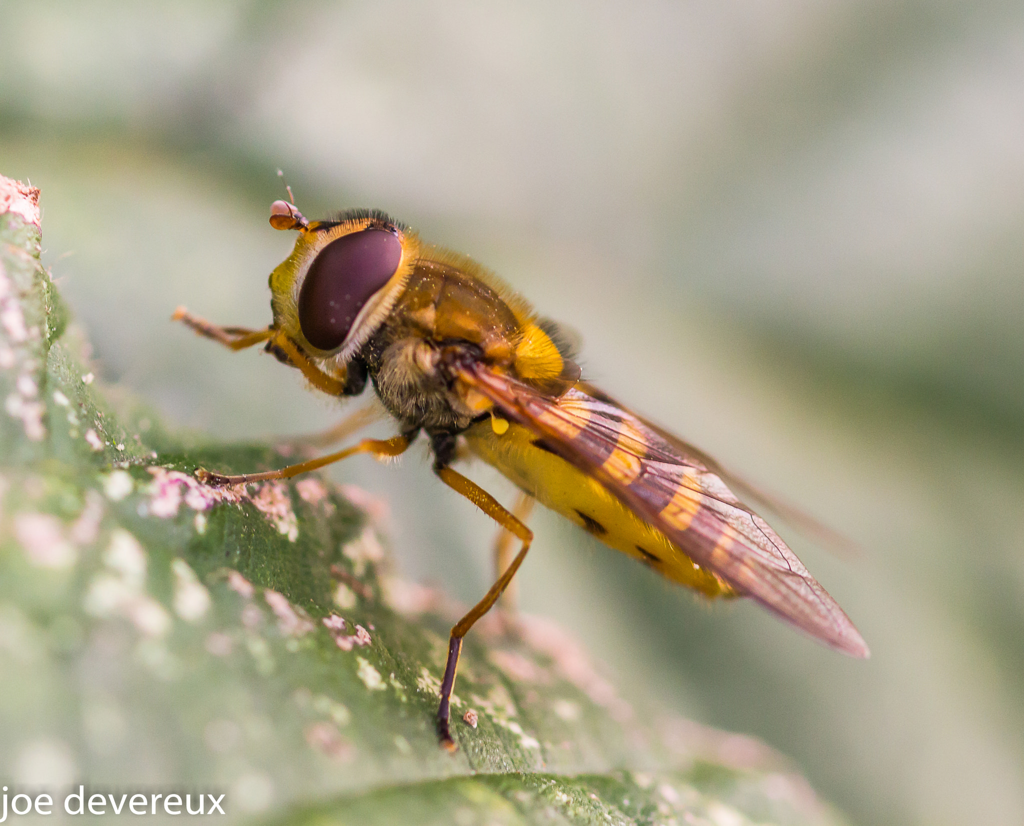 Sigma 105mm F2.8 EX DG OS HSM sample photo. Hoverfly  photography