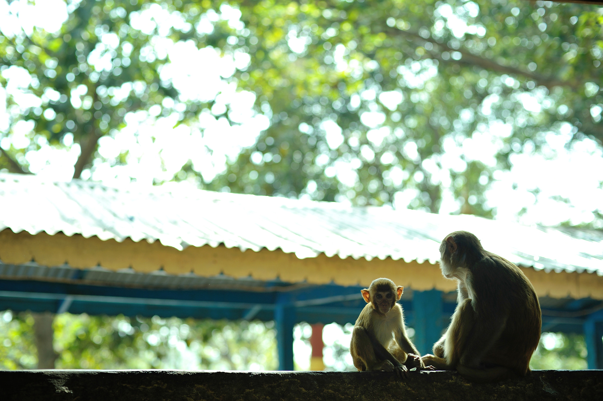 Nikon D700 + Voigtlander Nokton 58mm F1.4 SLII sample photo. With mom photography