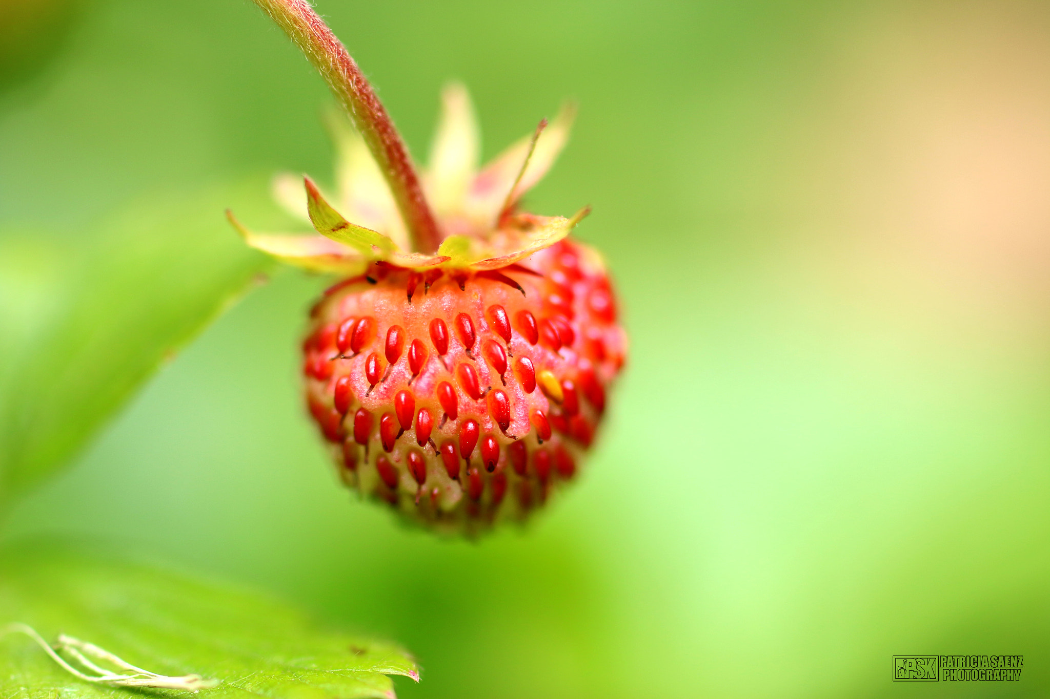 Canon EOS 70D + Sigma 50mm f/2.8 EX sample photo. Little strawberry free photography