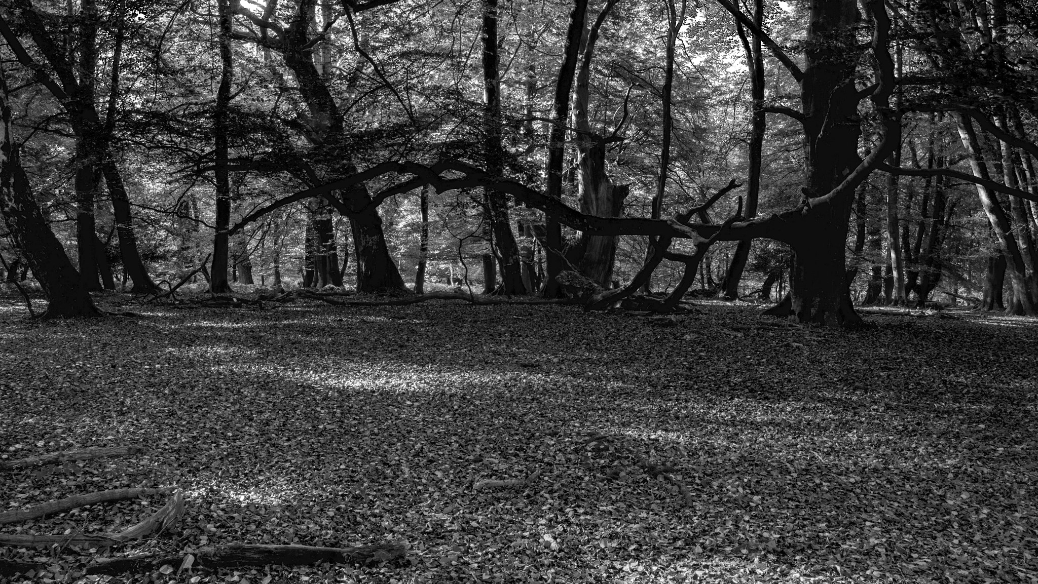 Canon EOS 750D (EOS Rebel T6i / EOS Kiss X8i) sample photo. Forest glade bw photography