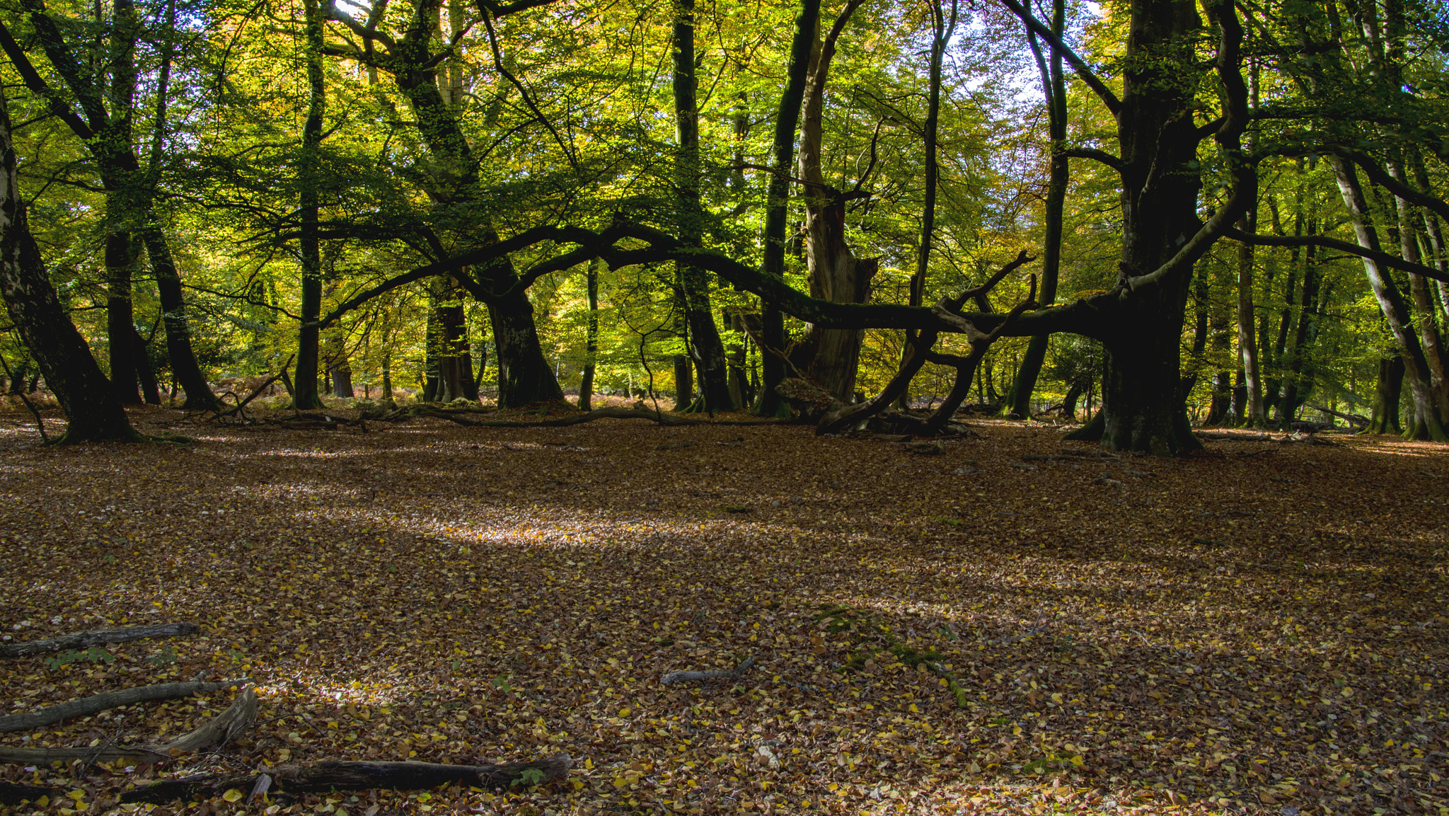 Canon EOS 750D (EOS Rebel T6i / EOS Kiss X8i) sample photo. Forest glade photography