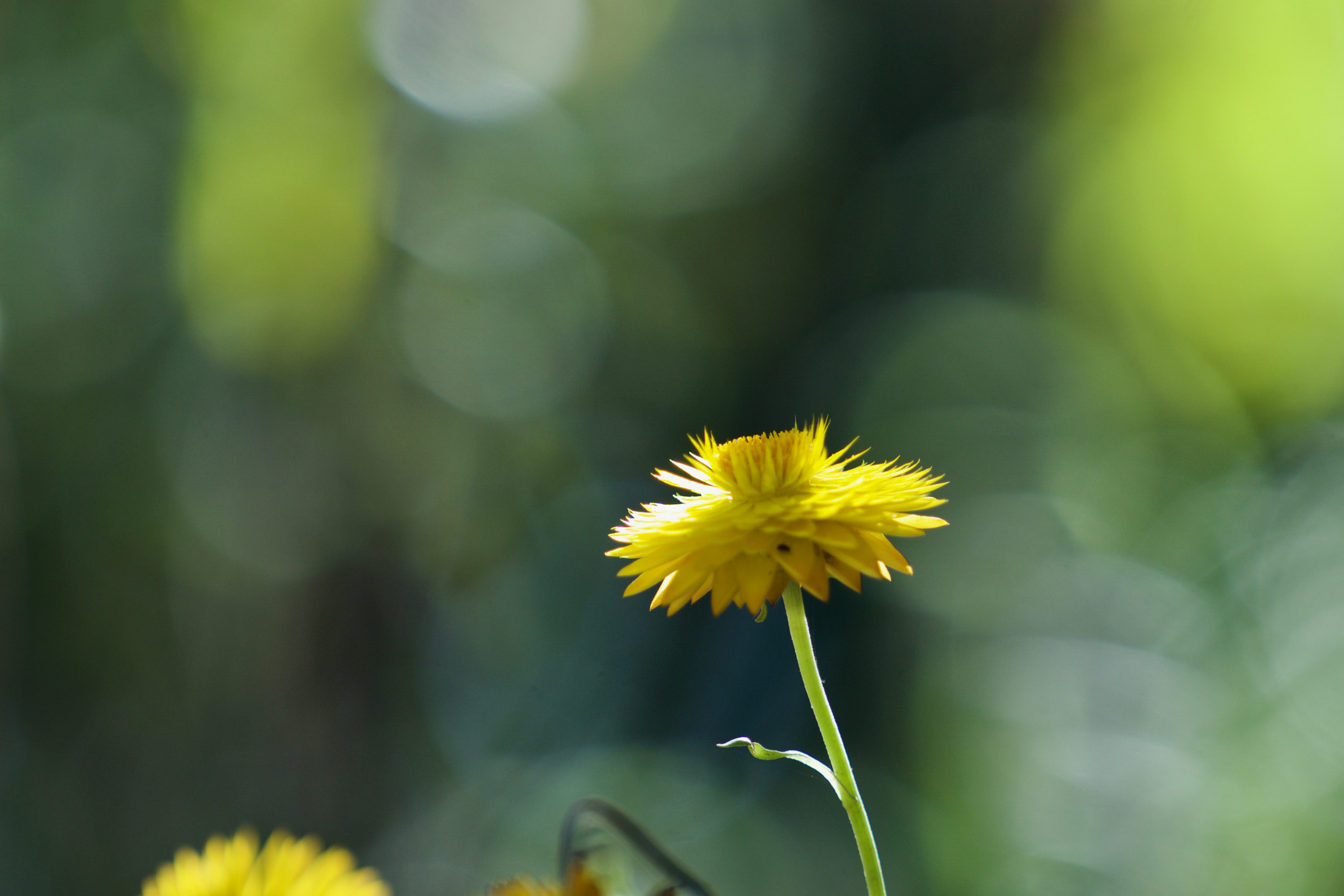 Sony a6000 + Sony FE 70-200mm F4 G OSS sample photo. Yellow paper daisy in creamy bokeh photography