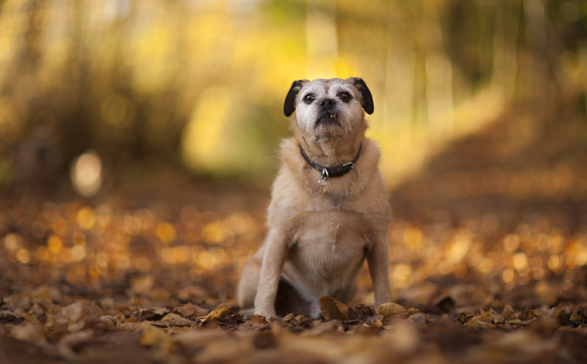 Canon EOS 5D + Canon EF 85mm F1.2L II USM sample photo. Birty, enjoying the autumn sunshine photography