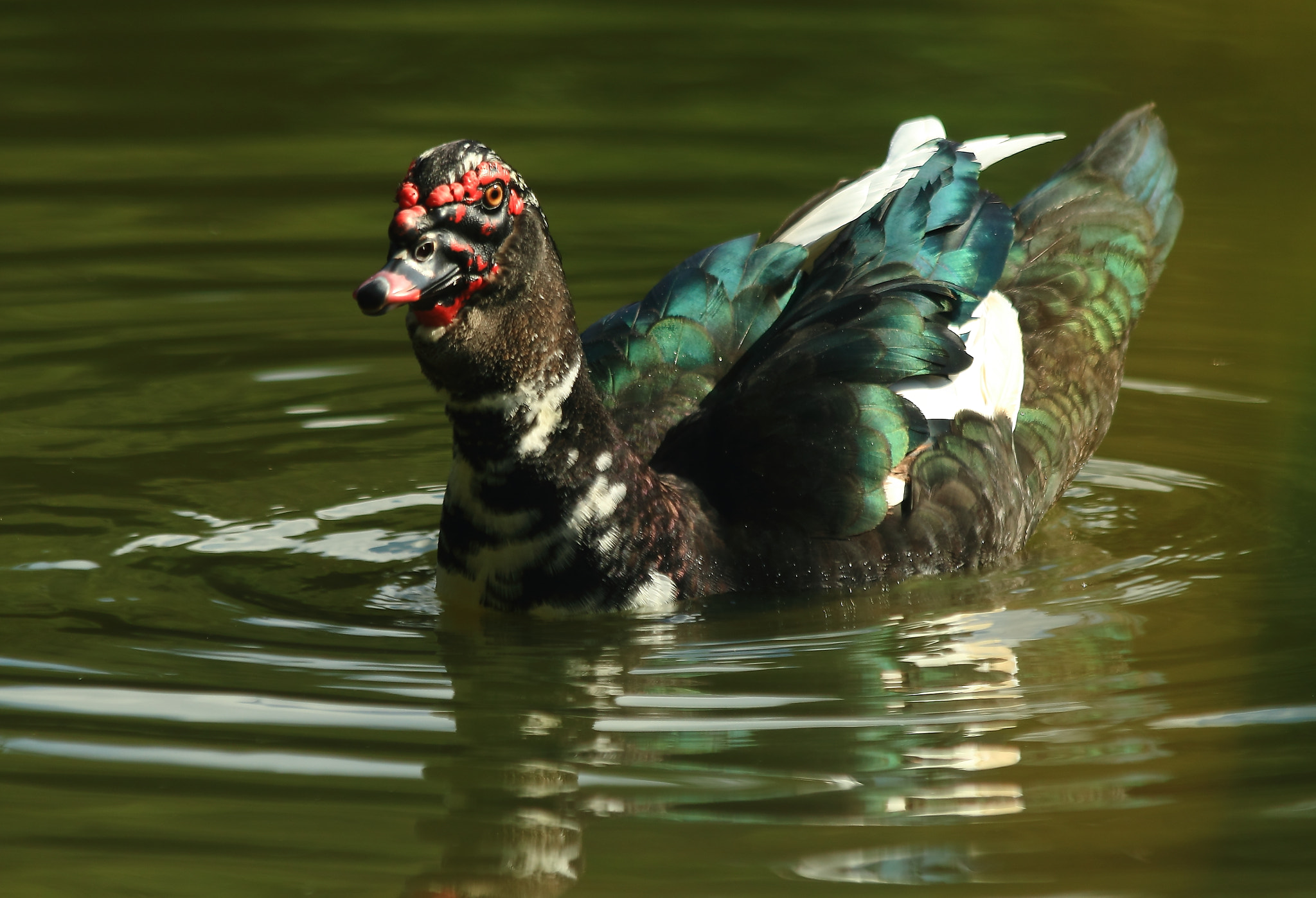 Canon EOS 600D (Rebel EOS T3i / EOS Kiss X5) + Canon EF 70-300mm F4-5.6 IS USM sample photo. Muscovy duck photography