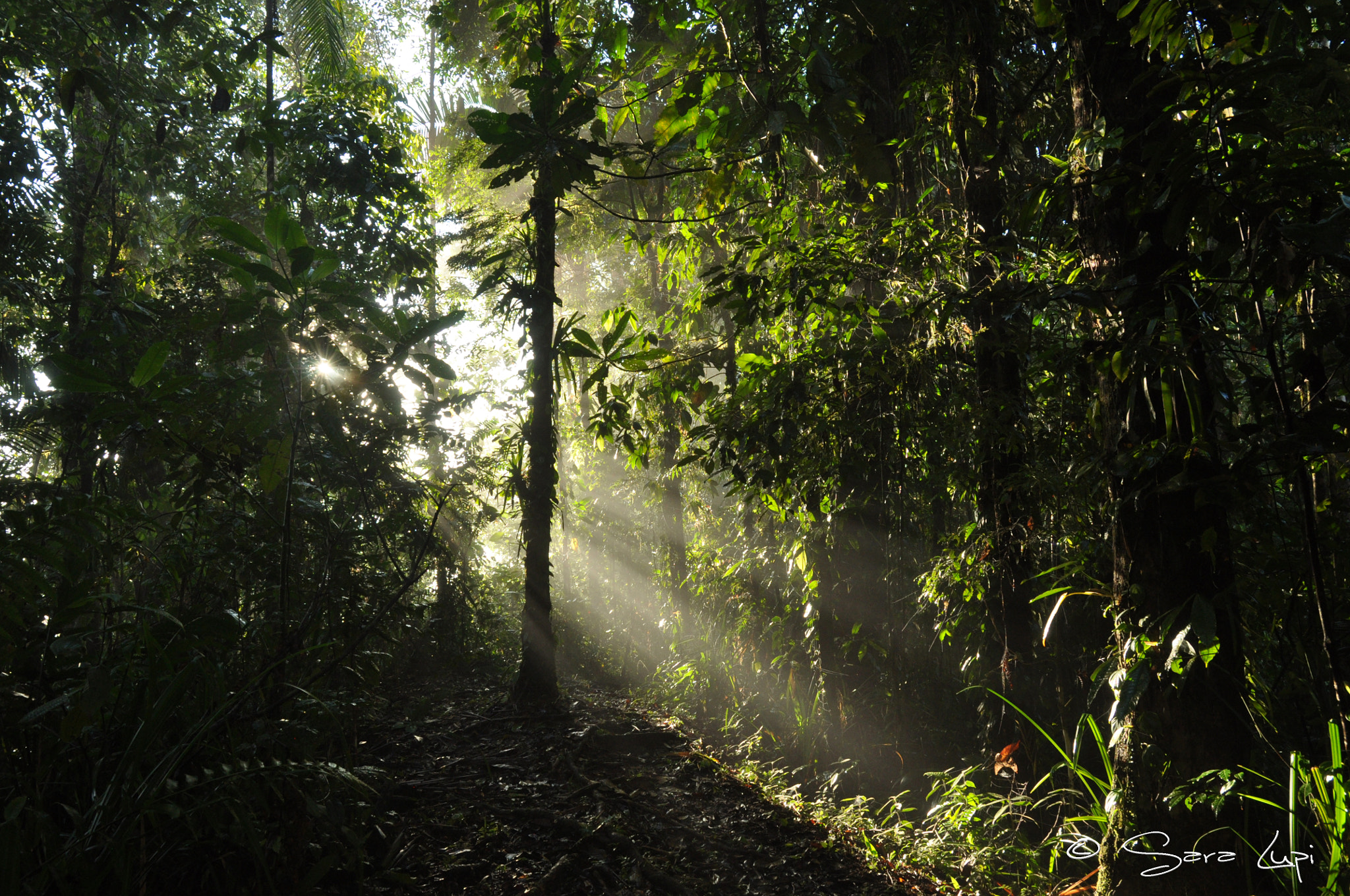 Nikon D5000 sample photo. Rainforest in costa rica photography