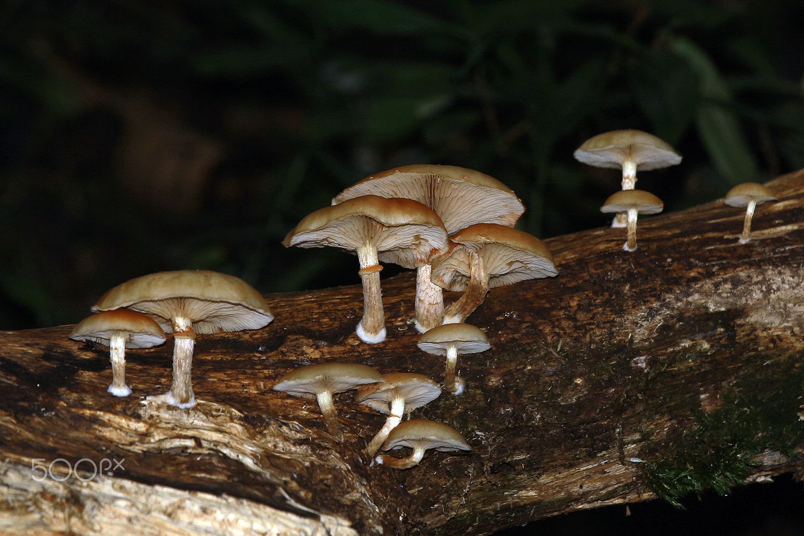 Canon EF 70-200mm F4L IS USM sample photo. Mushrooms photography